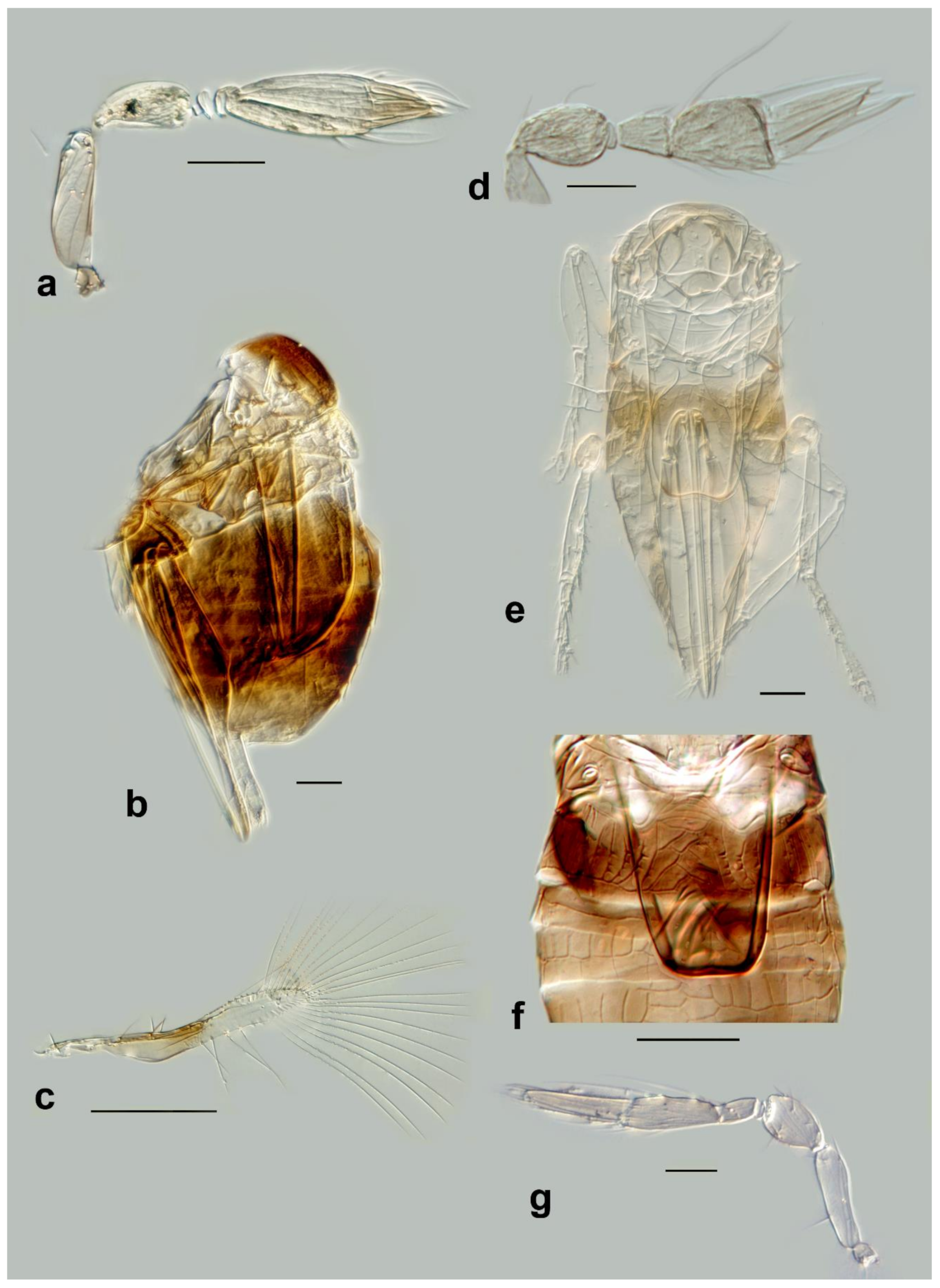Insects 13 00561 g017