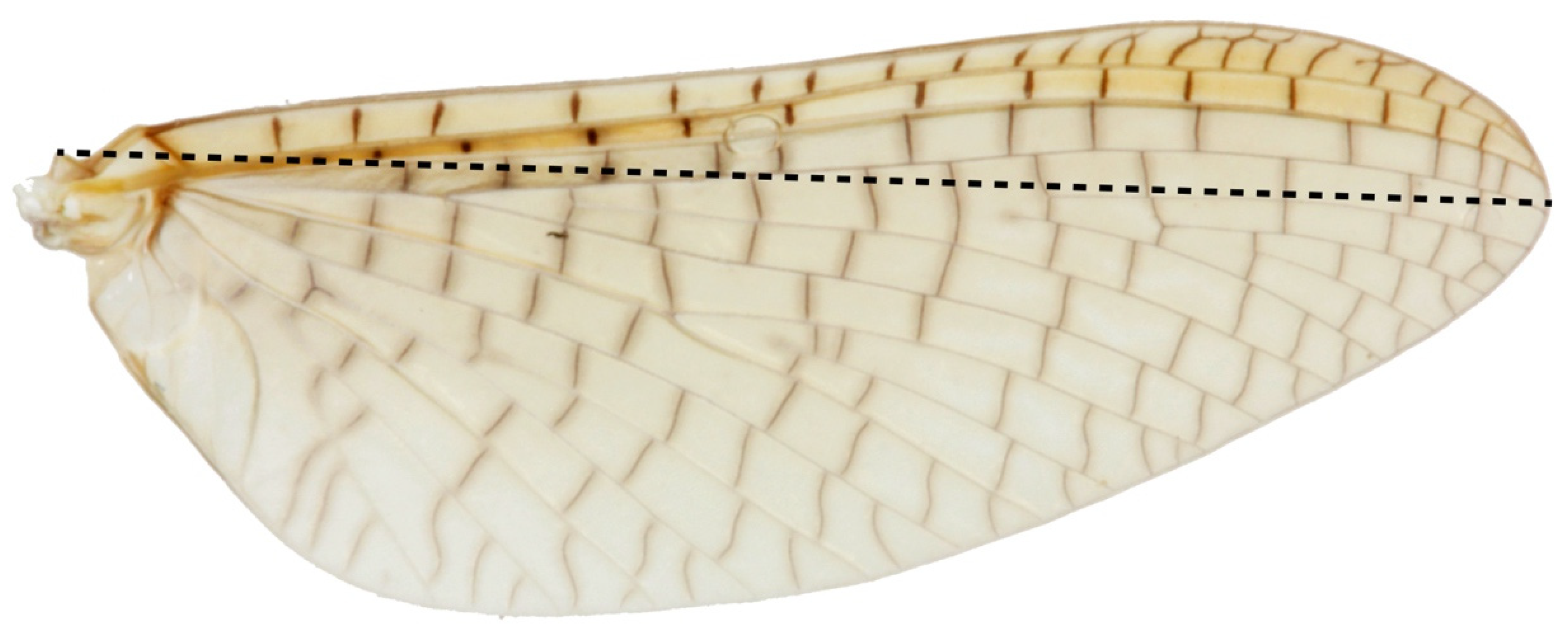 Insects 13 00567 g003 550