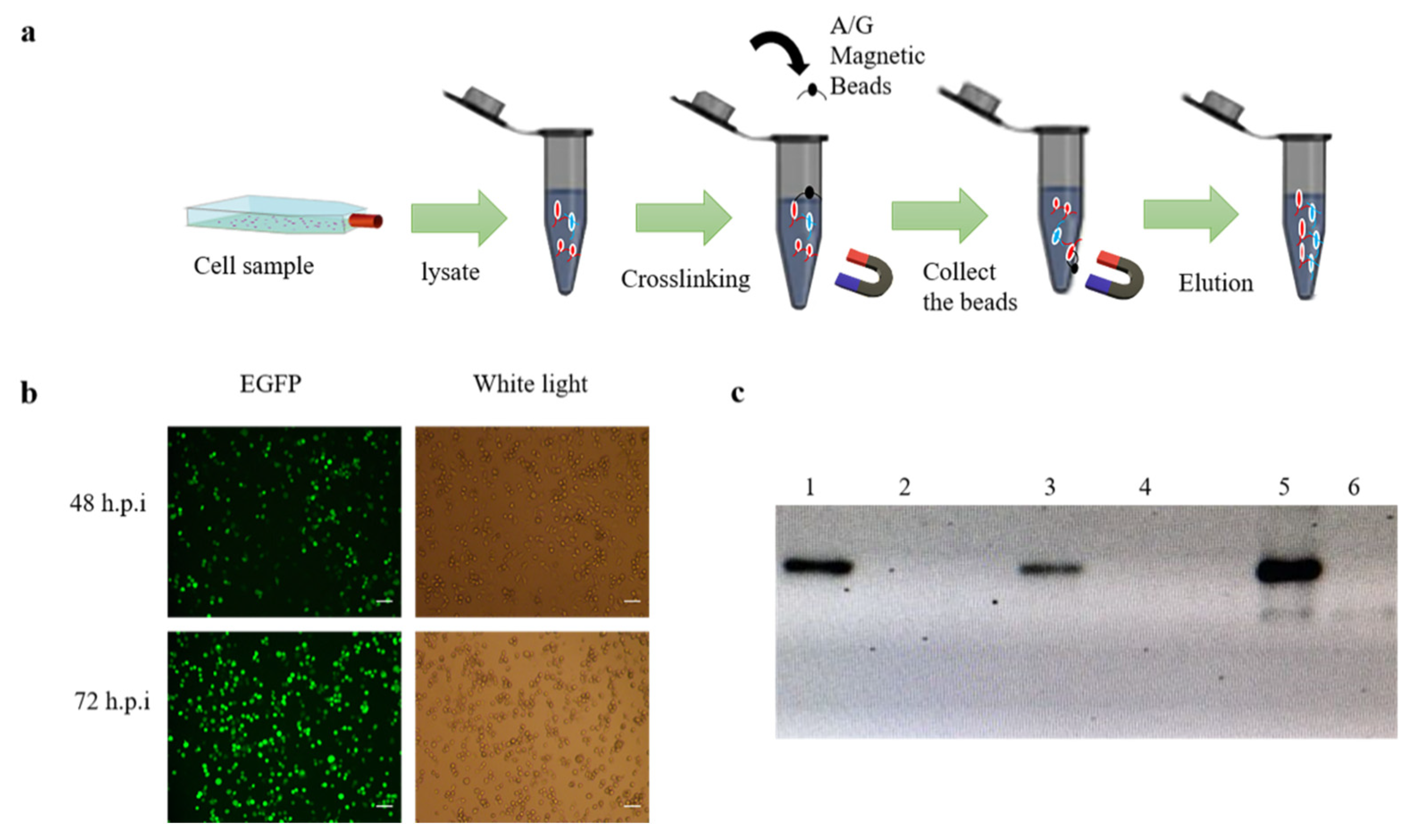 Insects 13 00575 g001 550