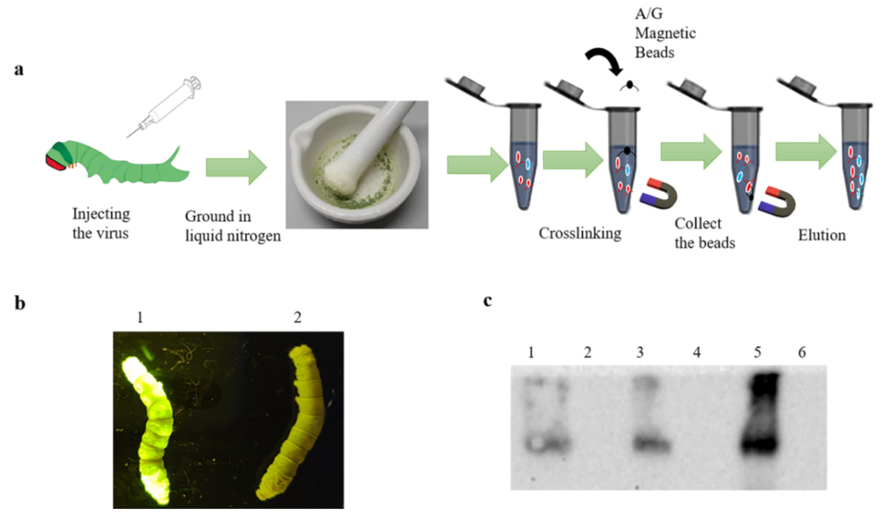 Insects 13 00575 g002 550