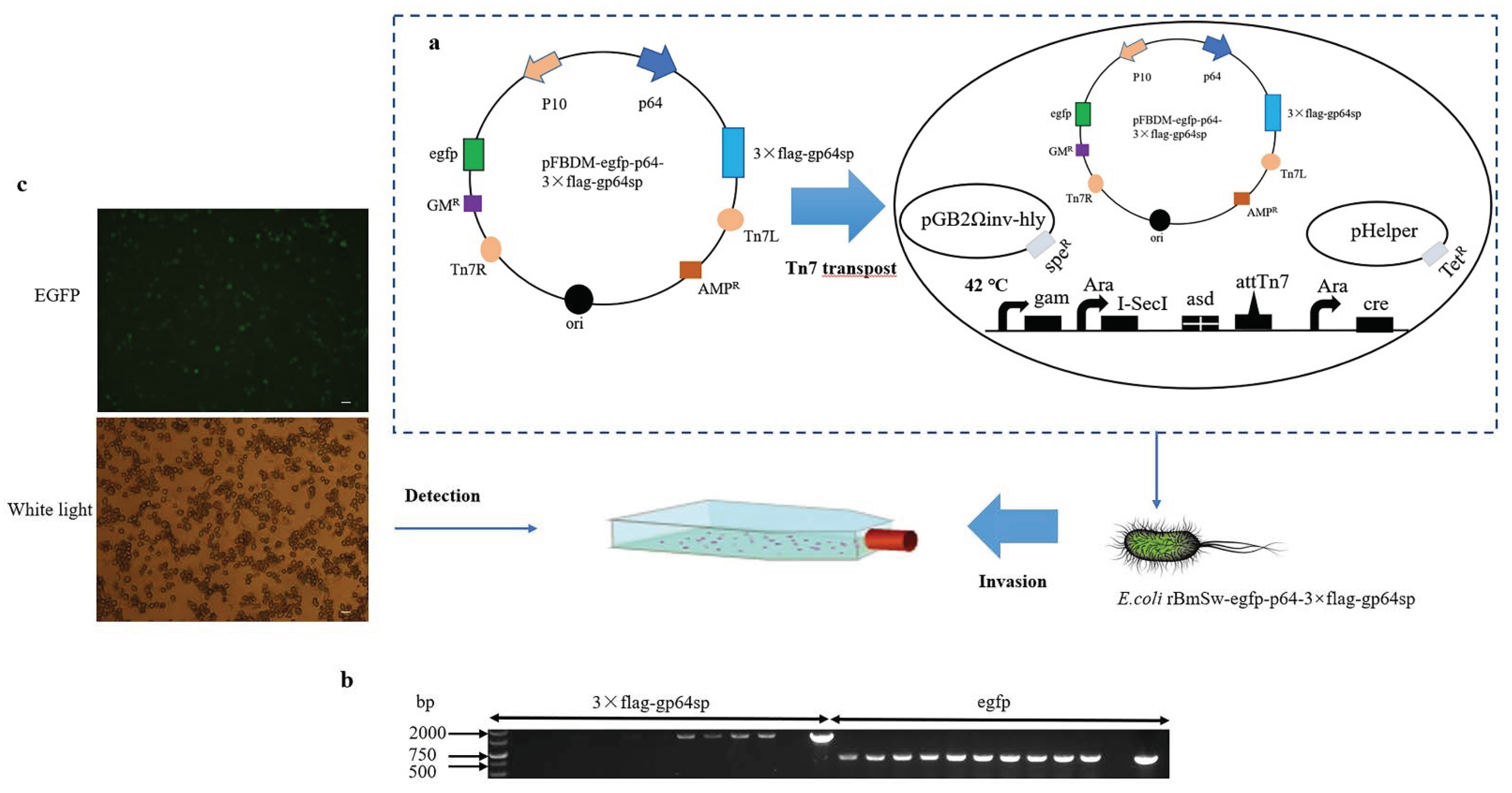 Insects 13 00575 g003 550