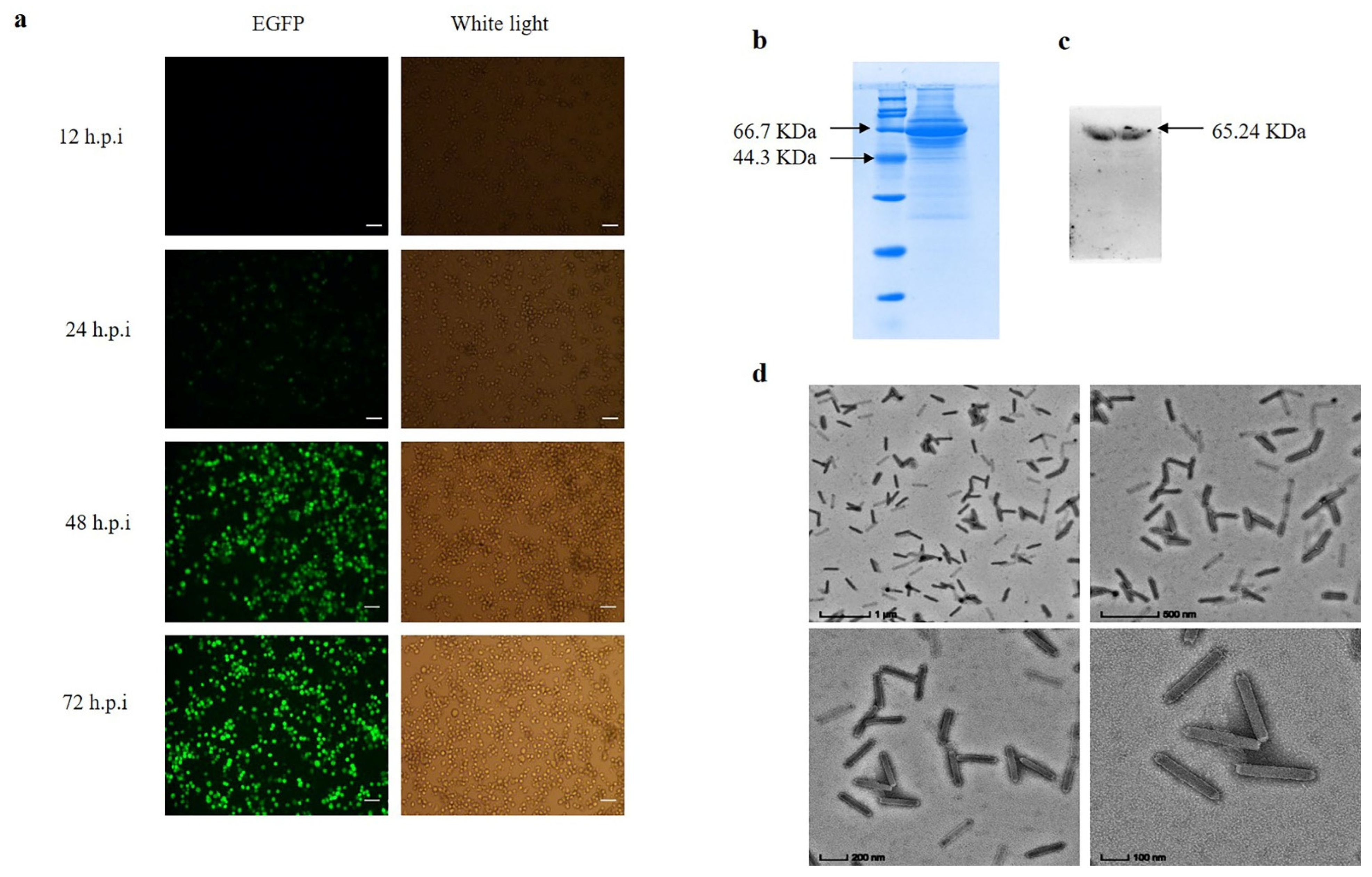 Insects 13 00575 g004 550