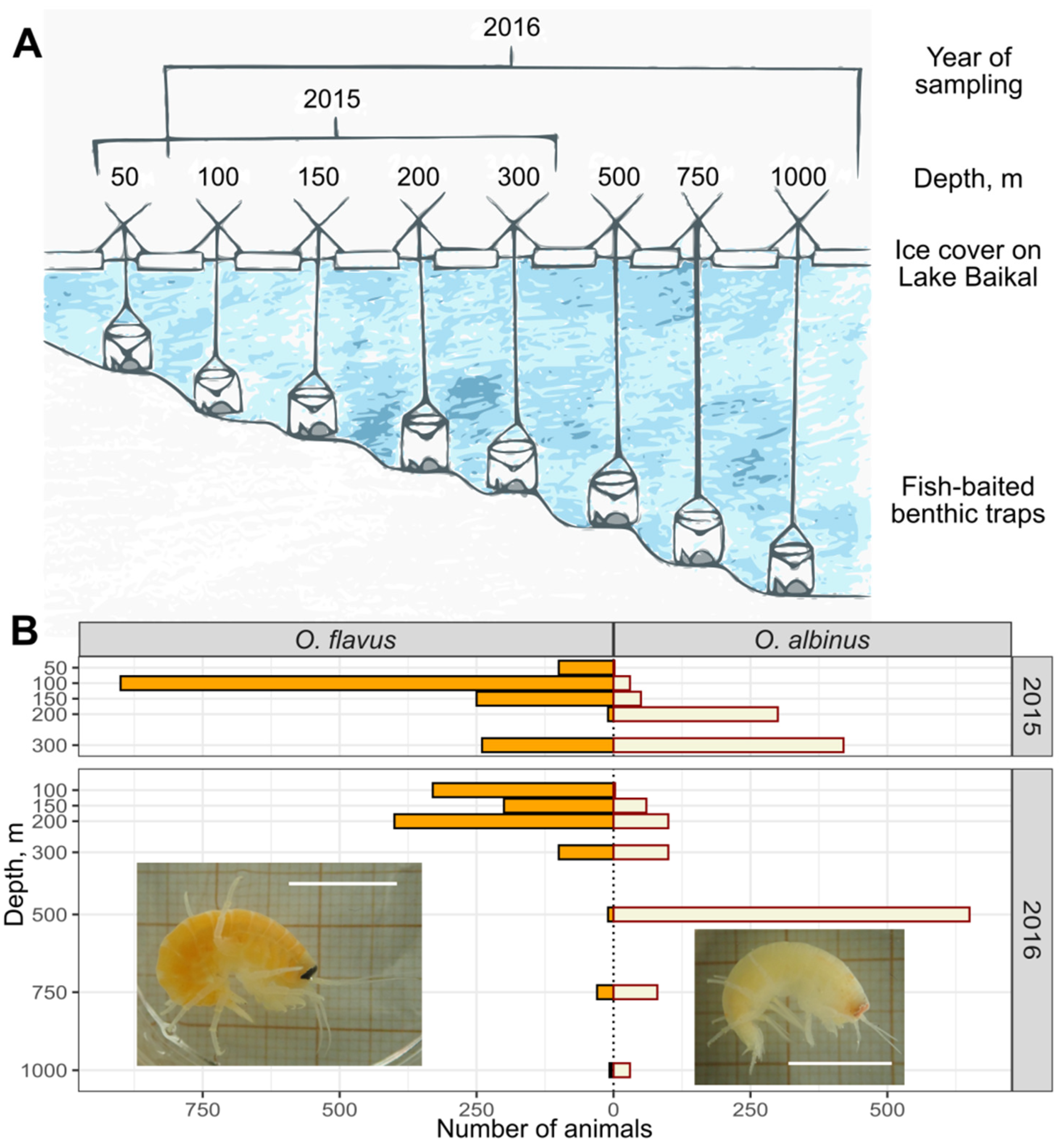 Insects 13 00578 g001