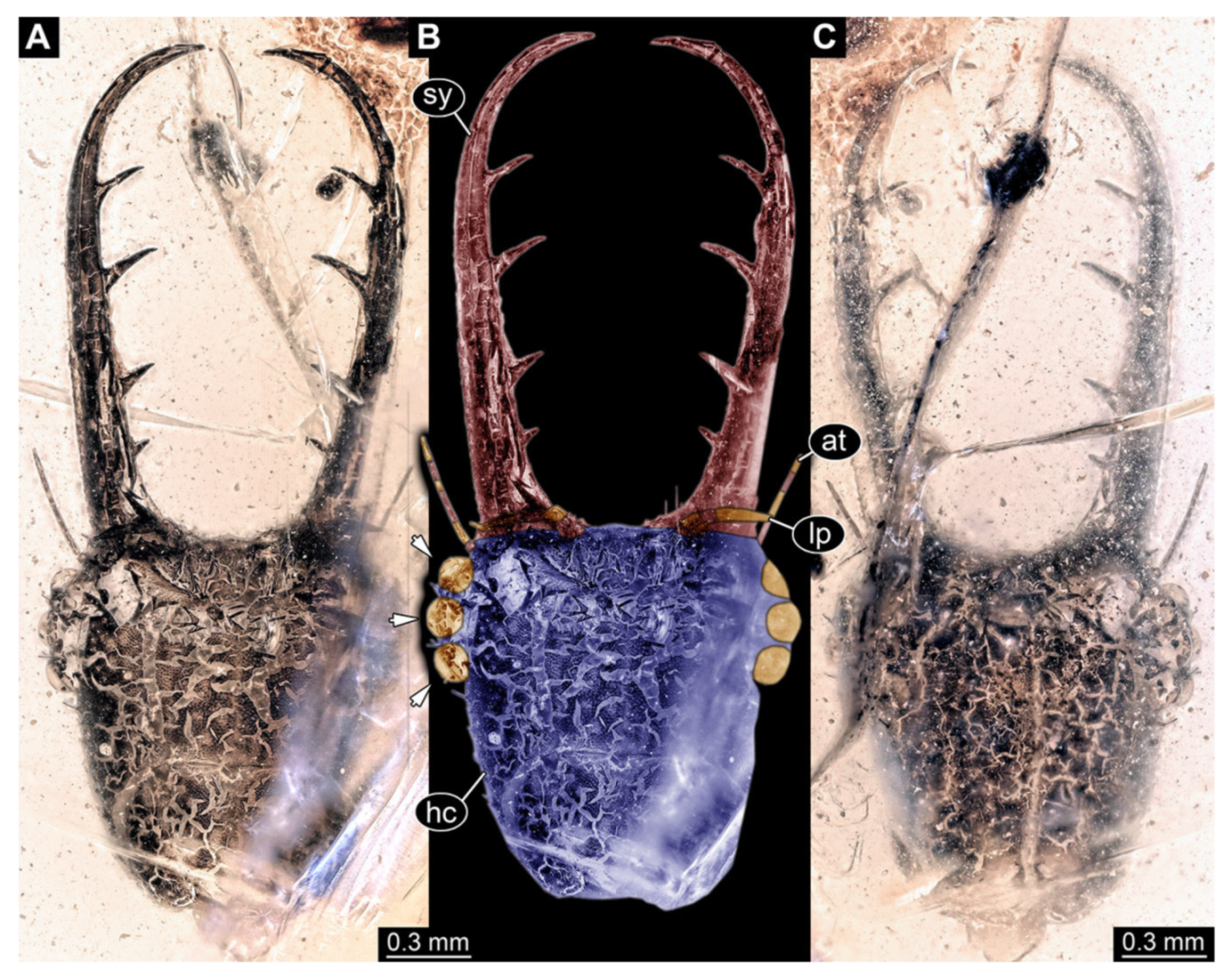 Insects 13 00587 g002