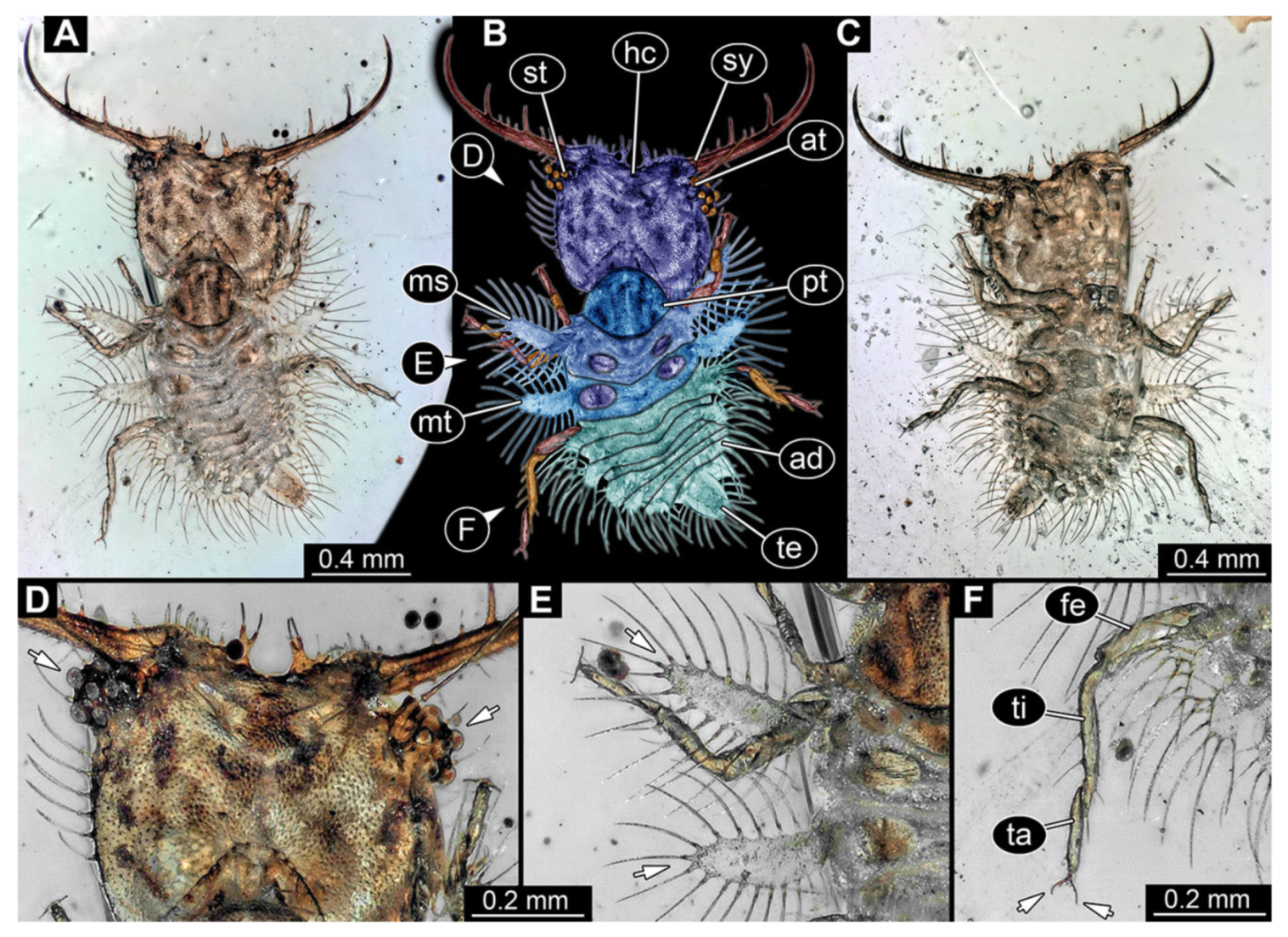 Insects 13 00587 g003