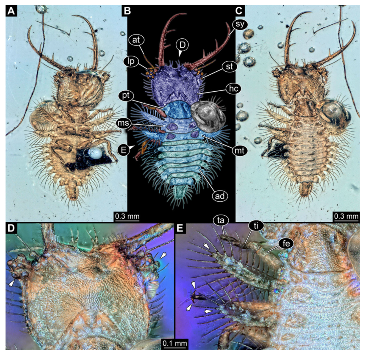 Insects 13 00587 g004