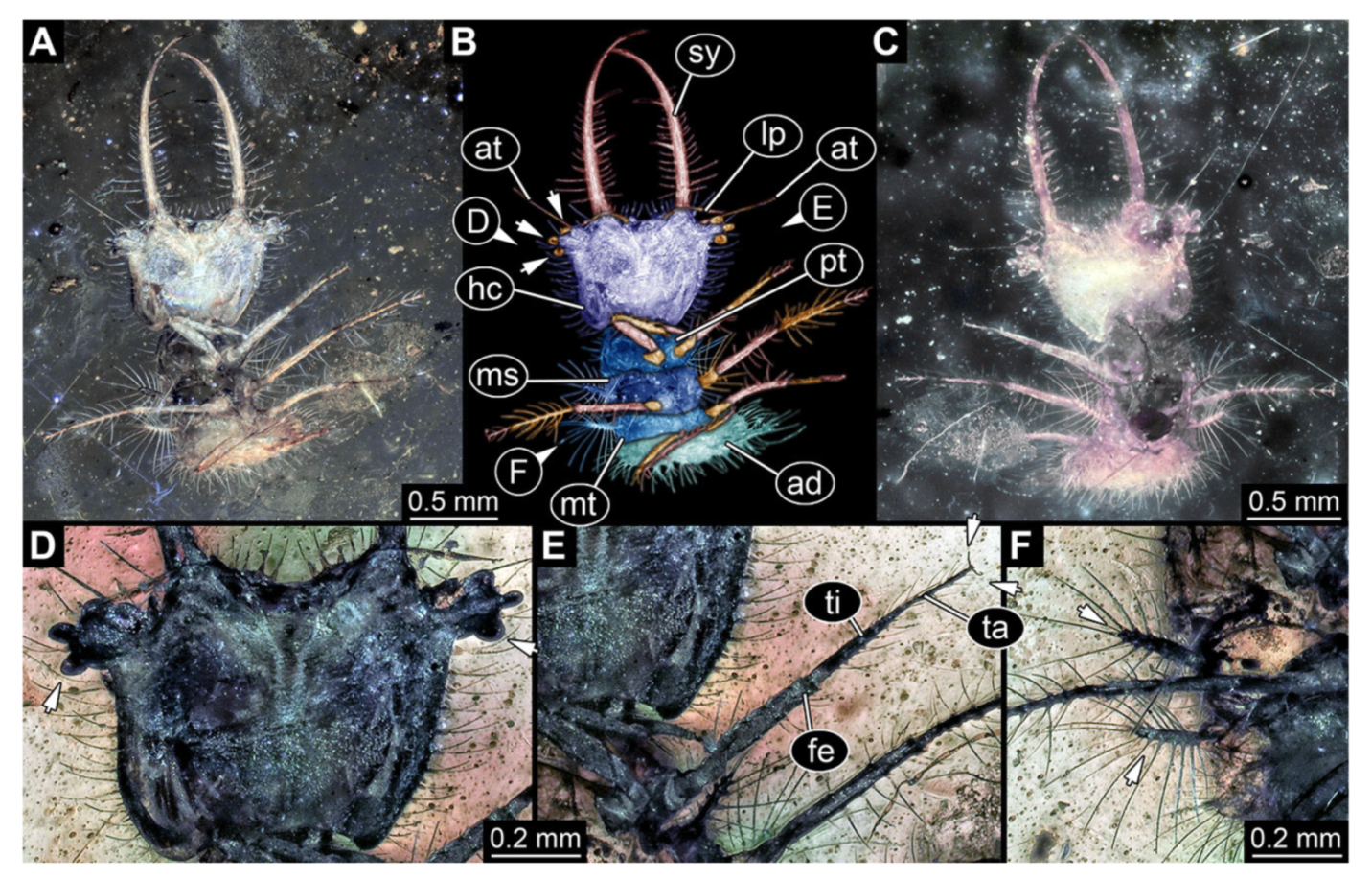 Insects 13 00587 g005