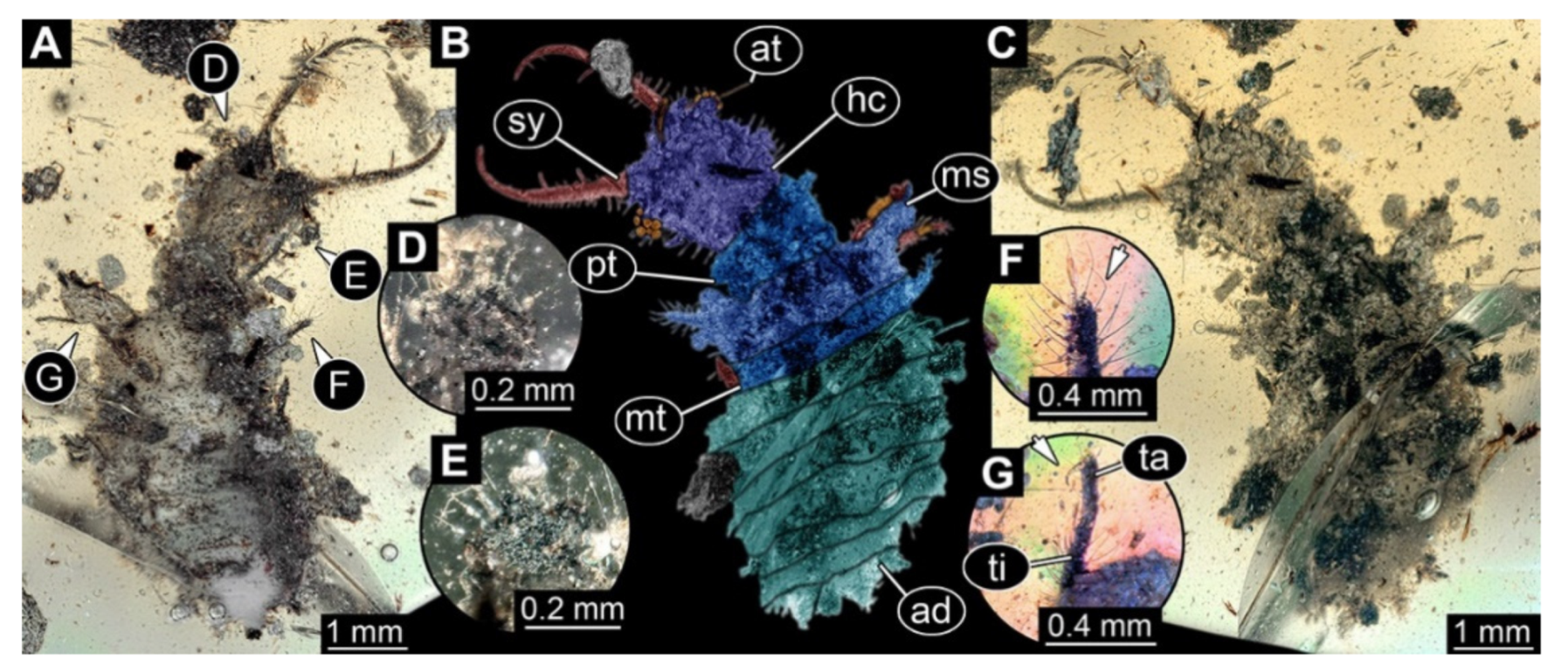 Insects 13 00587 g006