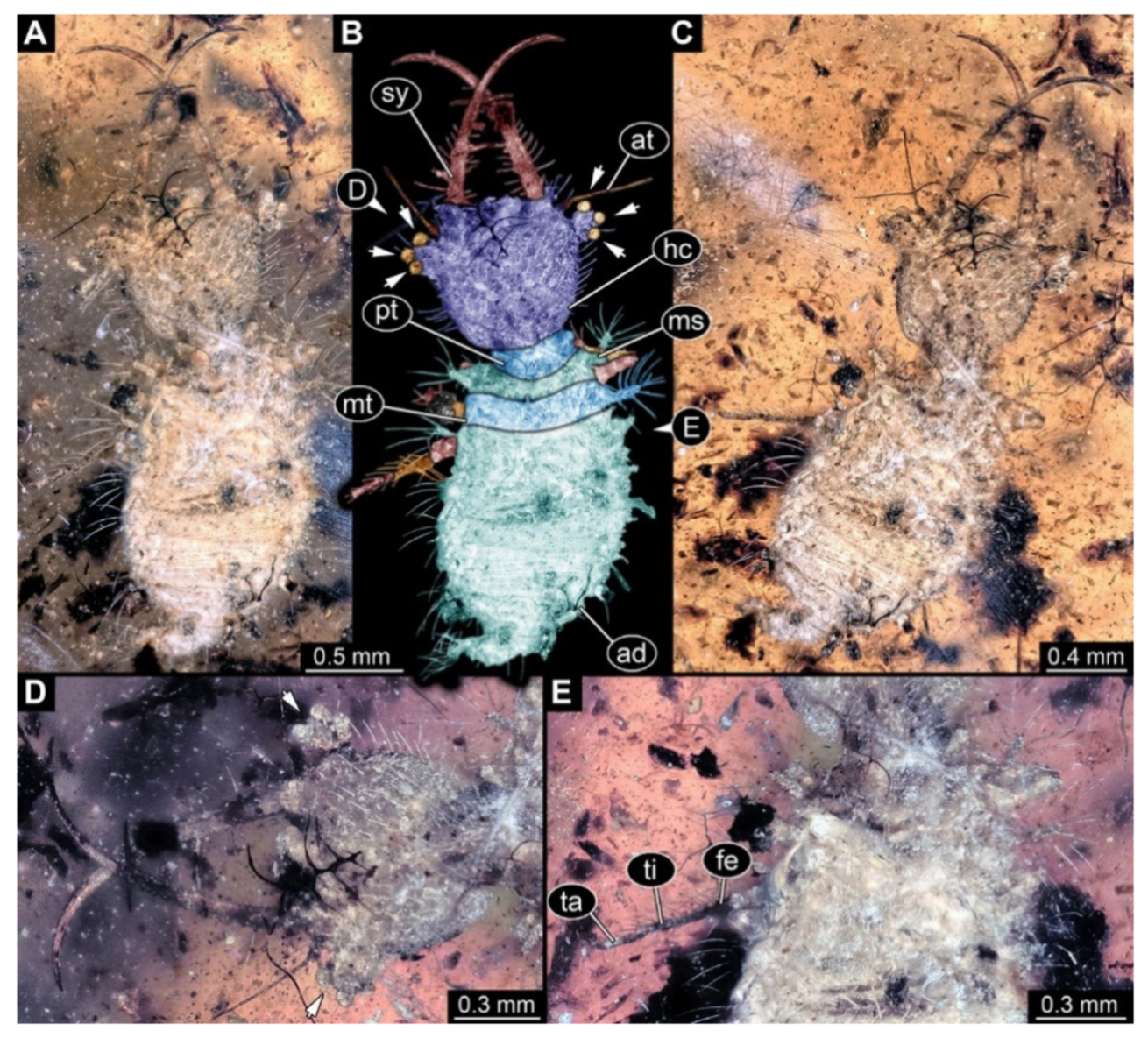 Insects 13 00587 g007