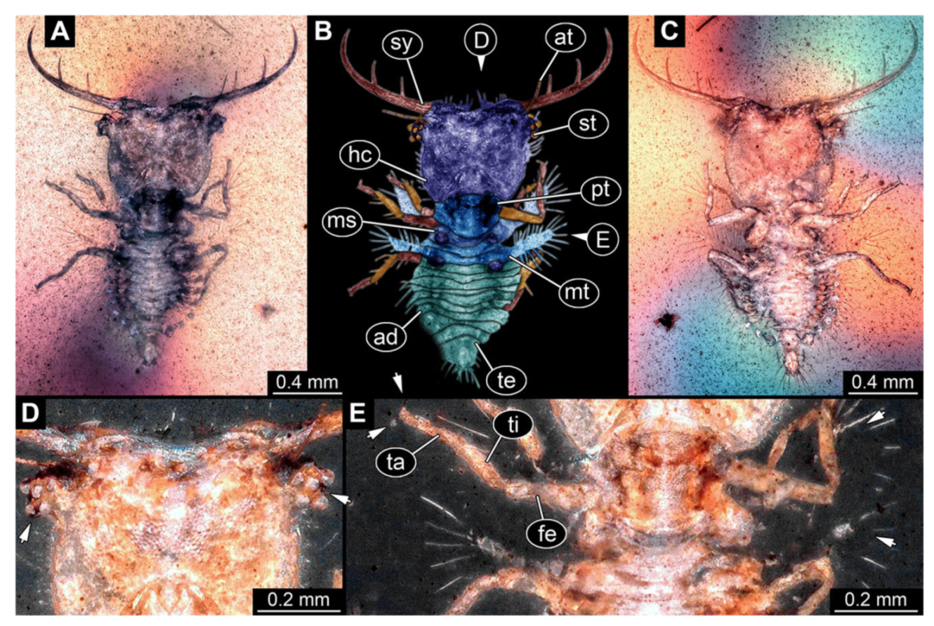 Insects 13 00587 g010