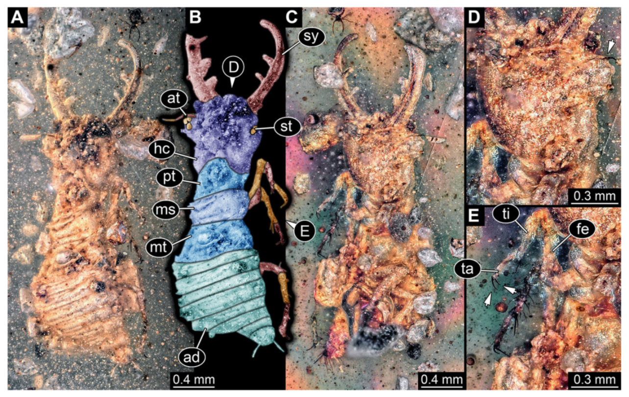 Insects 13 00587 g011