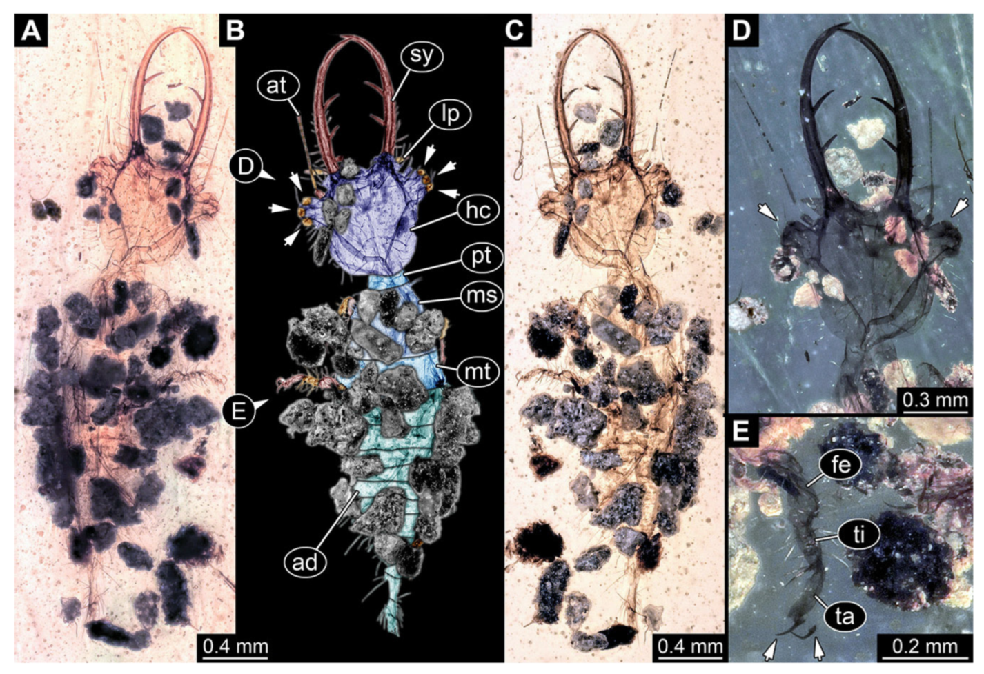 Insects 13 00587 g012