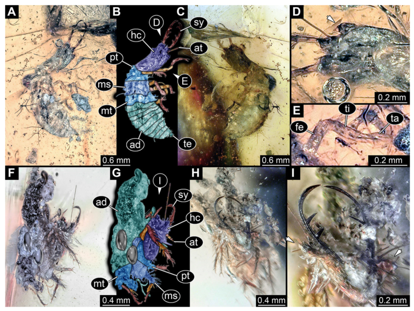 Insects 13 00587 g013