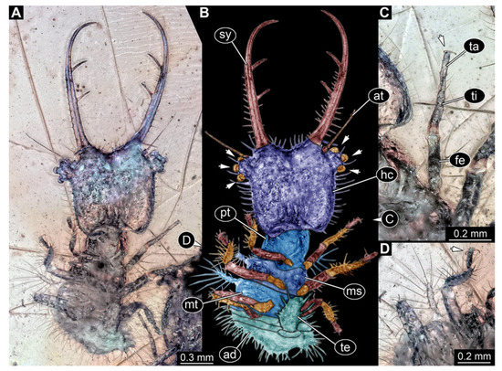 High niche diversity in Mesozoic pollinating lacewings