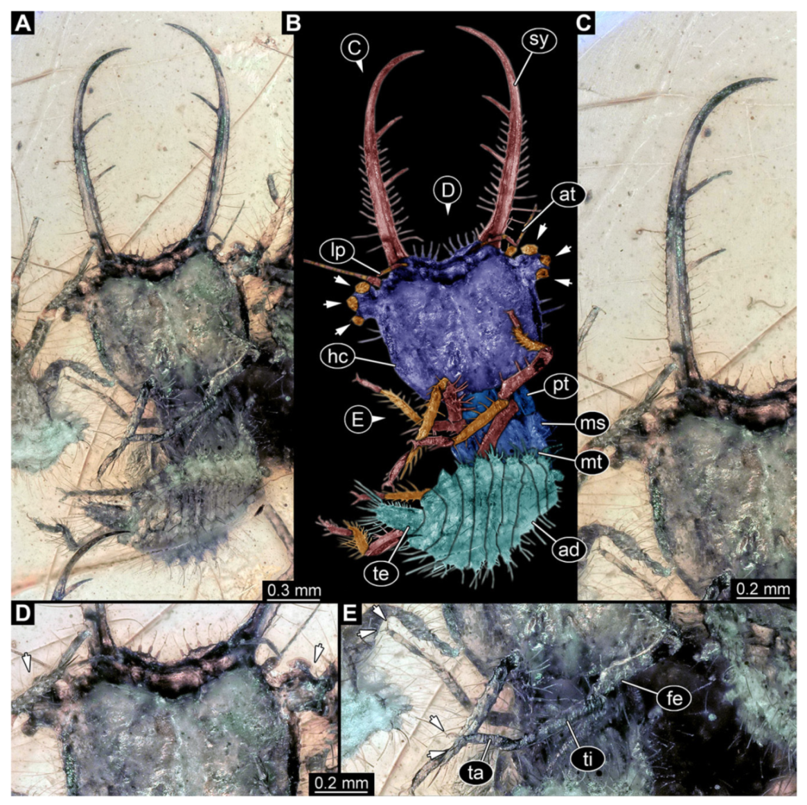 Insects 13 00587 g015