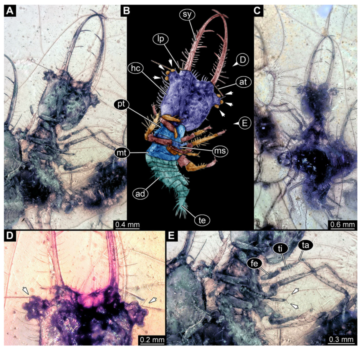 Insects 13 00587 g016