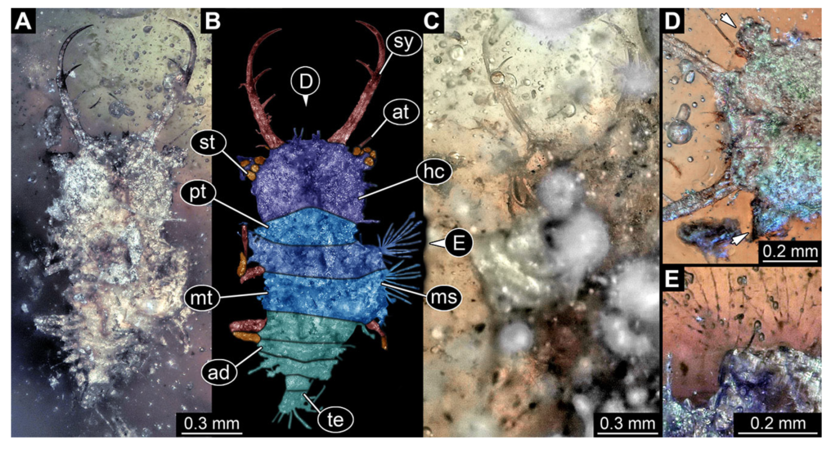 Insects 13 00587 g021
