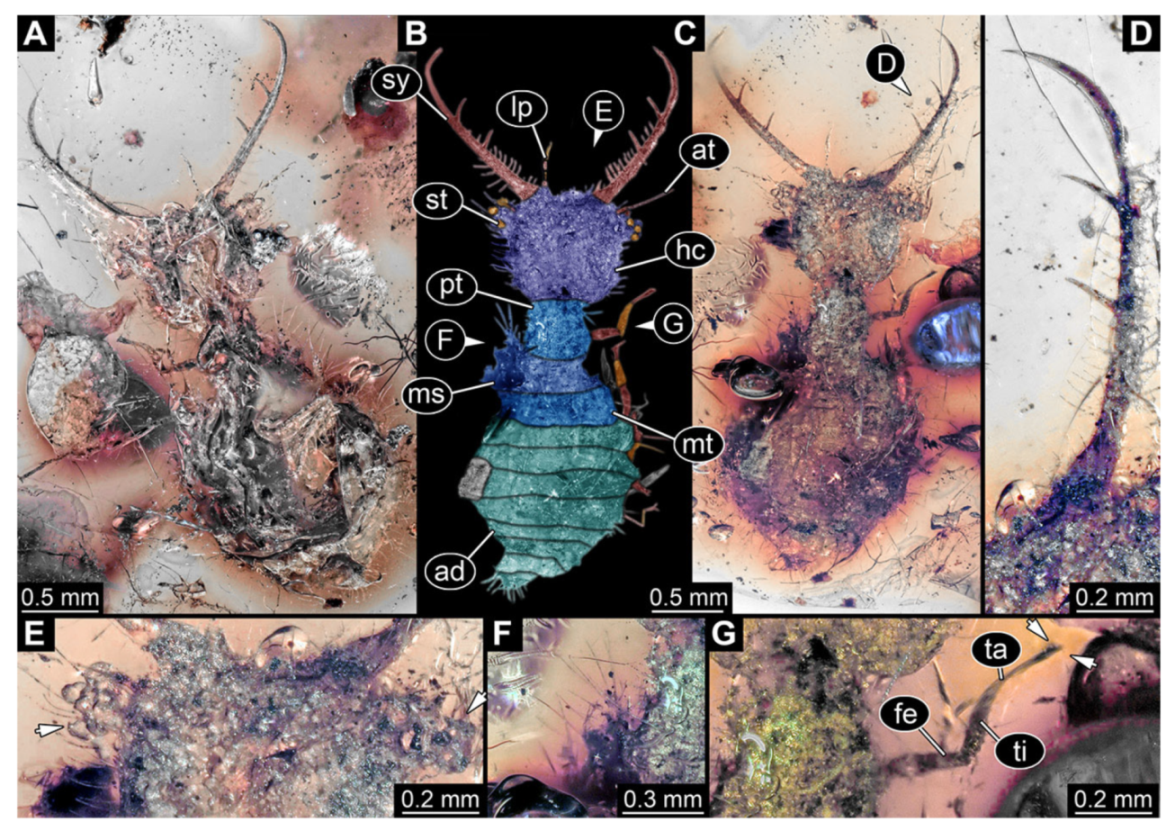 Insects 13 00587 g025