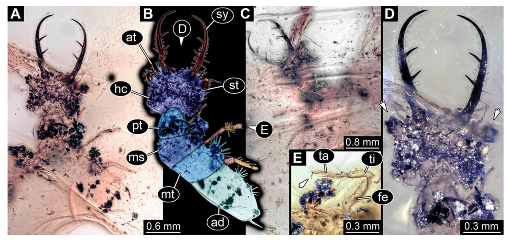 Insects 13 00587 g026