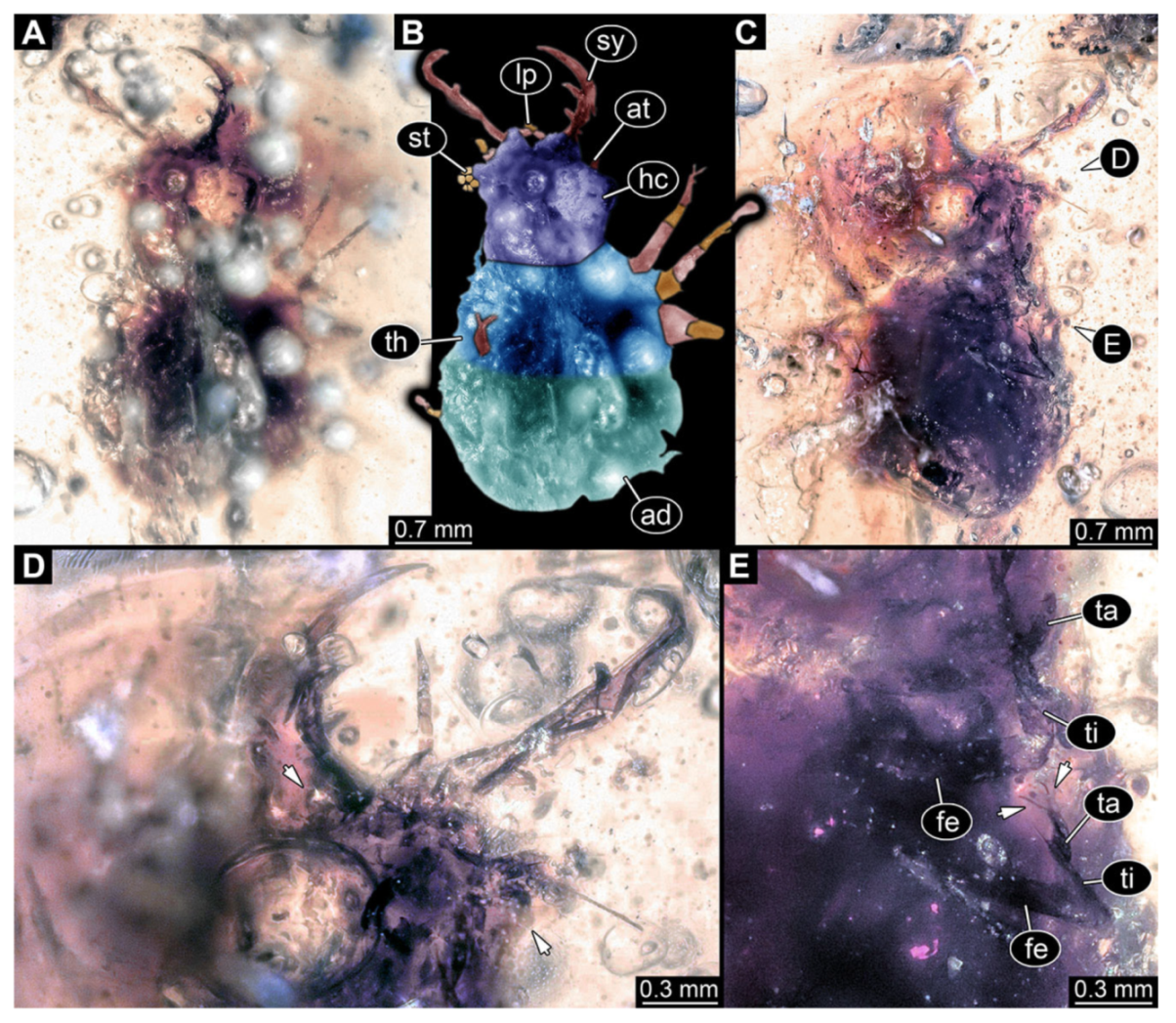 Insects 13 00587 g029