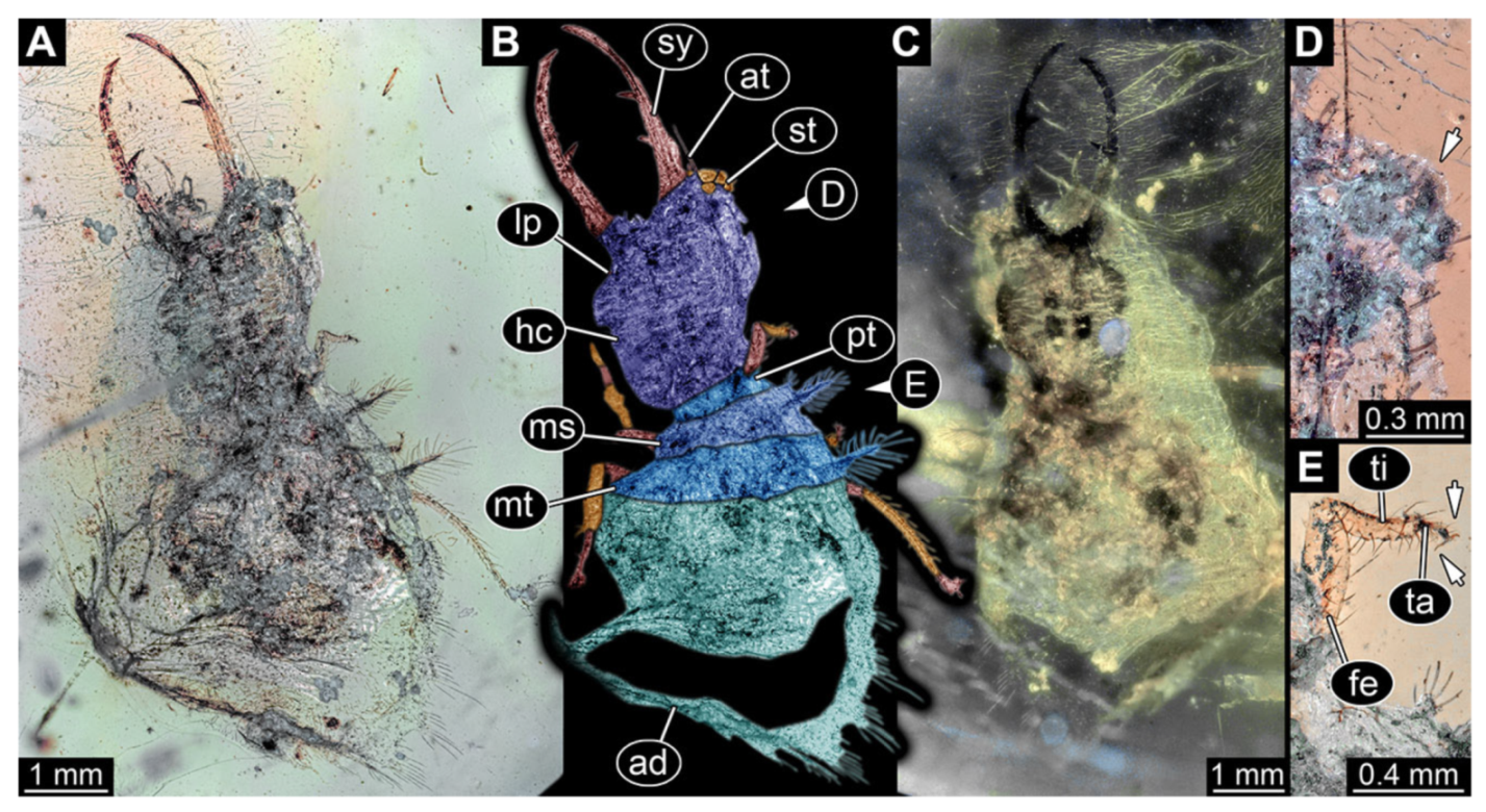 Insects 13 00587 g031