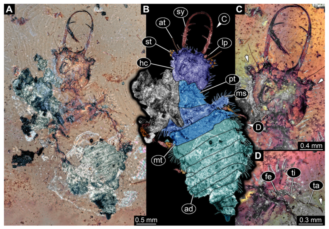 Insects 13 00587 g034