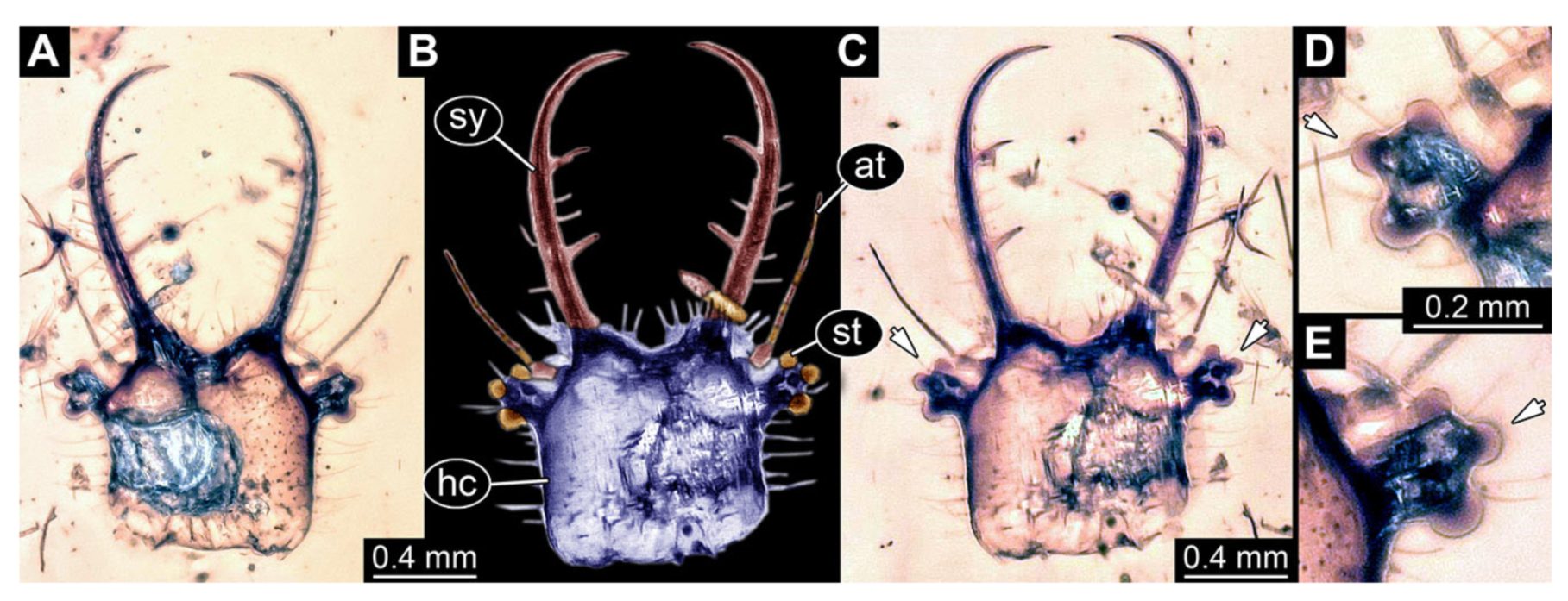 Insects 13 00587 g035