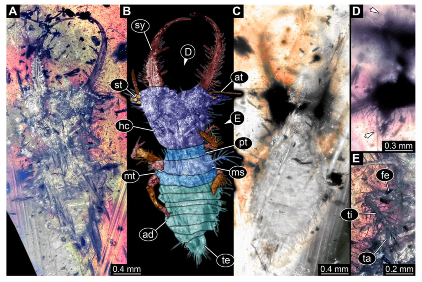 Insects 13 00587 g036