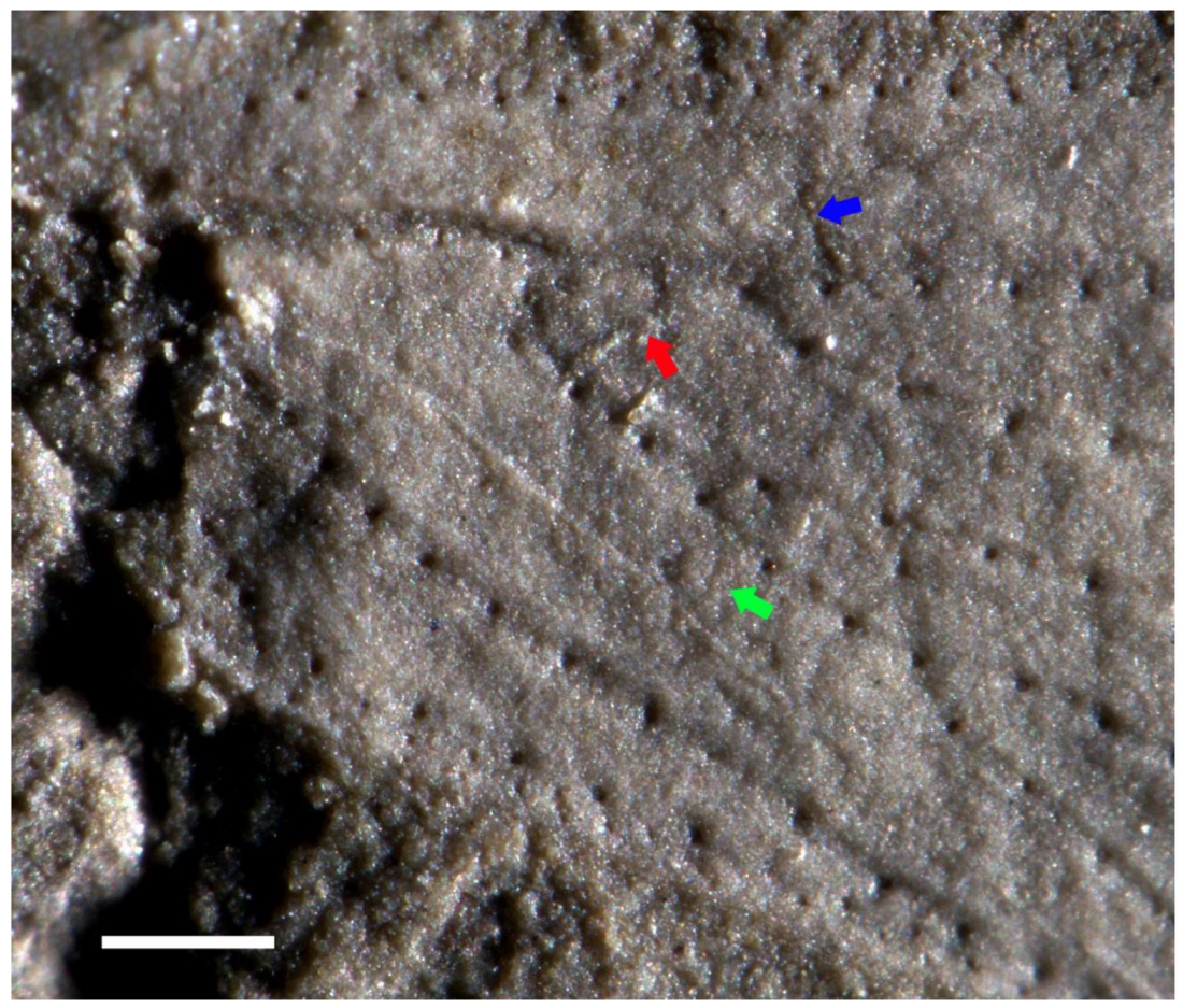 Insects 13 00592 g003