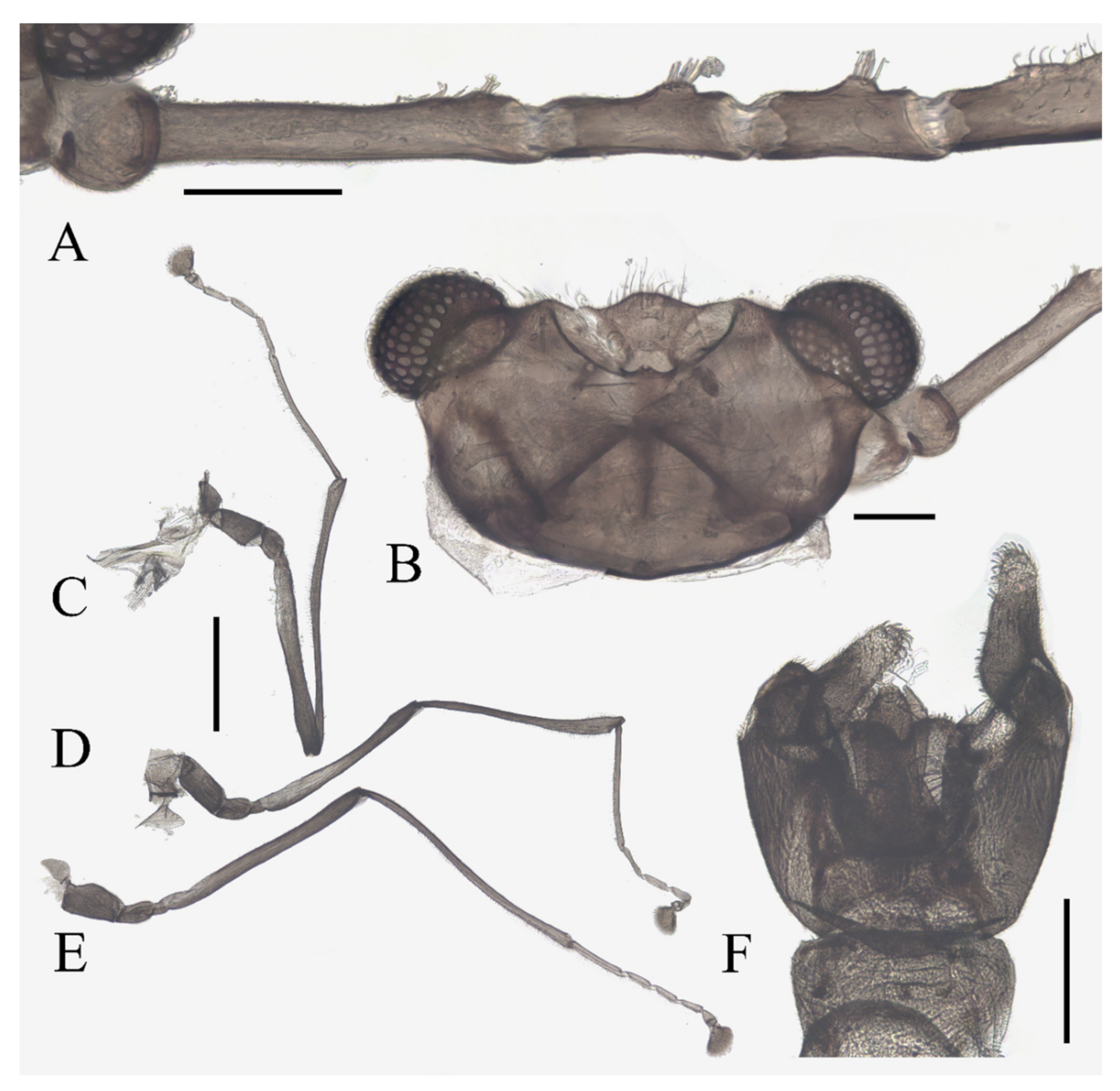 Insects 13 00593 g009 550