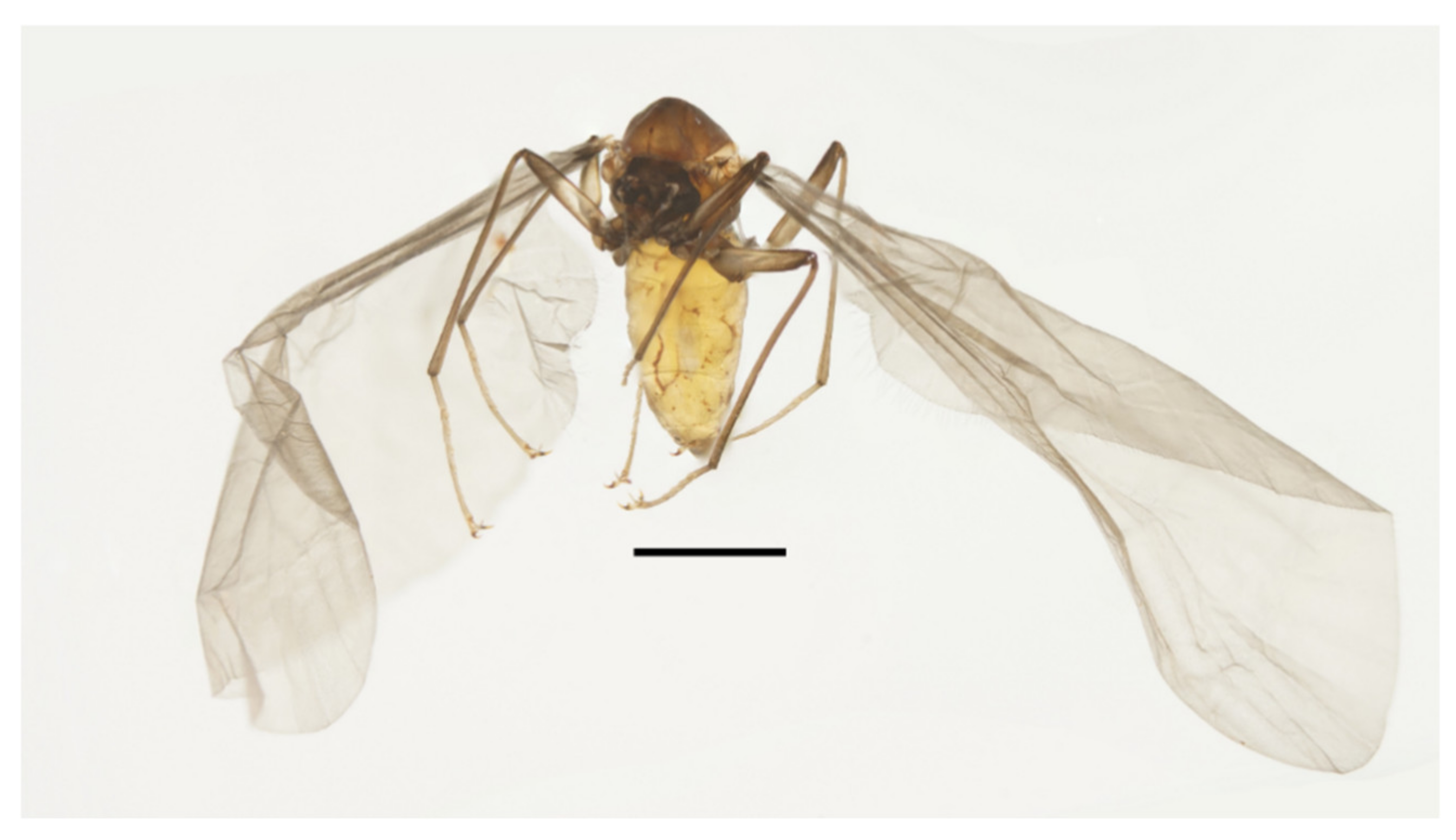 Insects 13 00593 g010 550