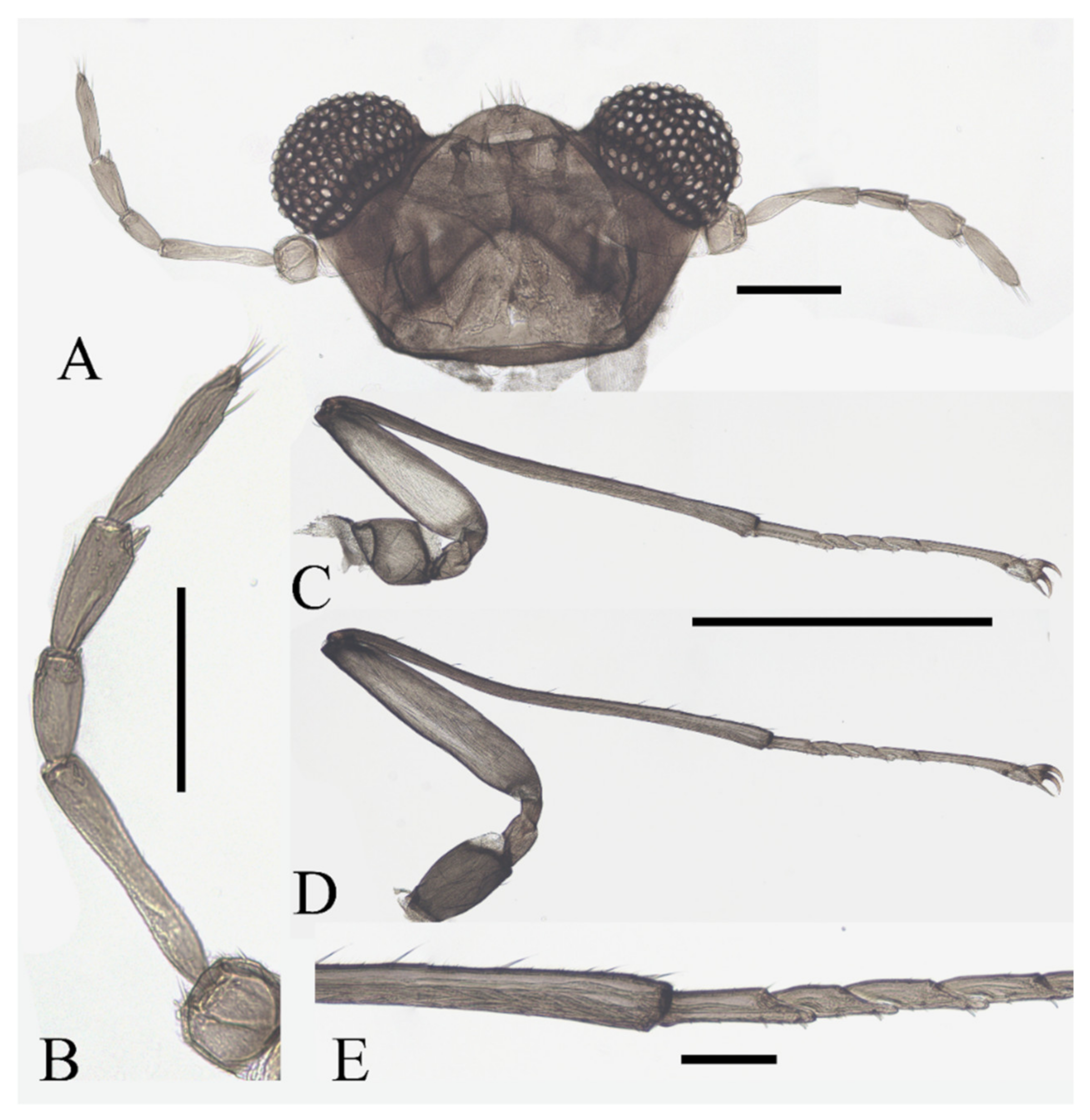 Insects 13 00593 g011 550