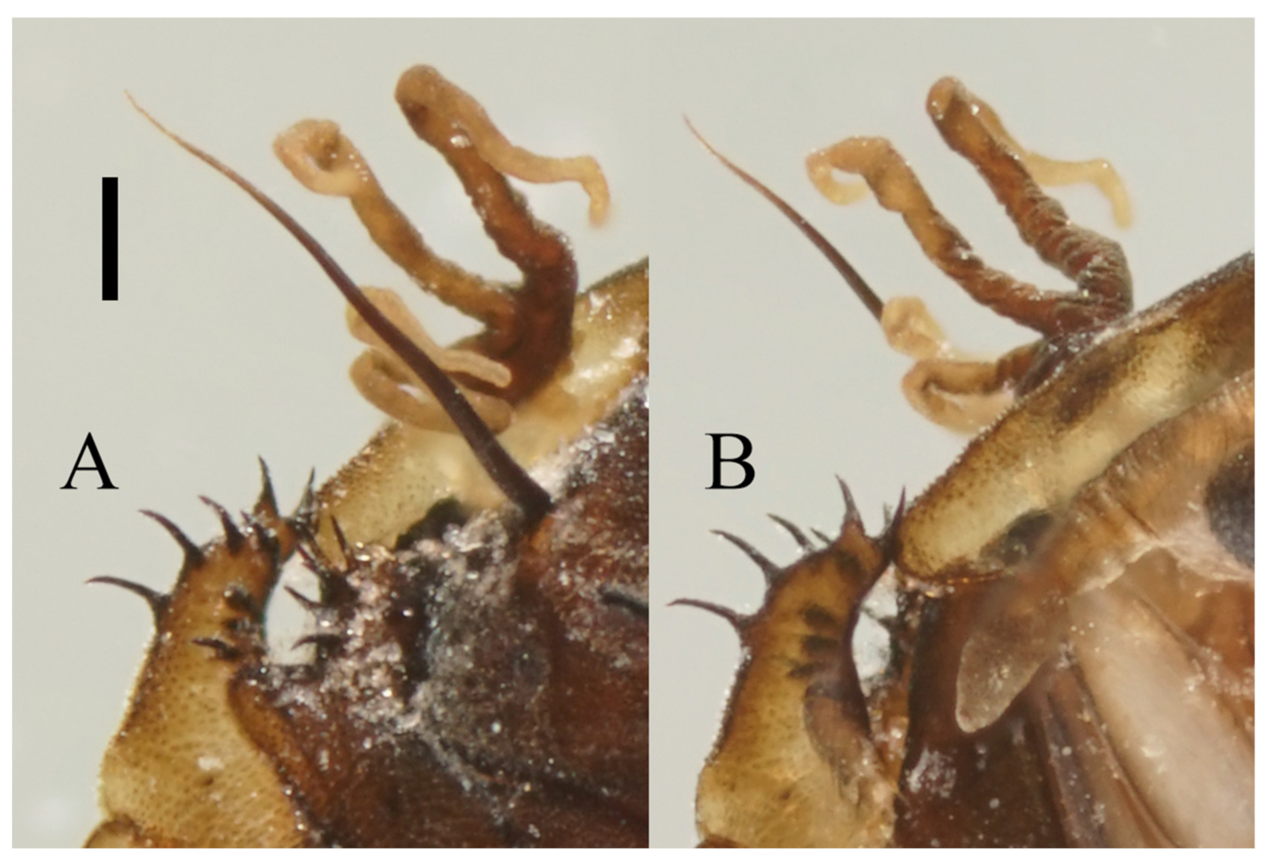 Insects 13 00593 g016 550