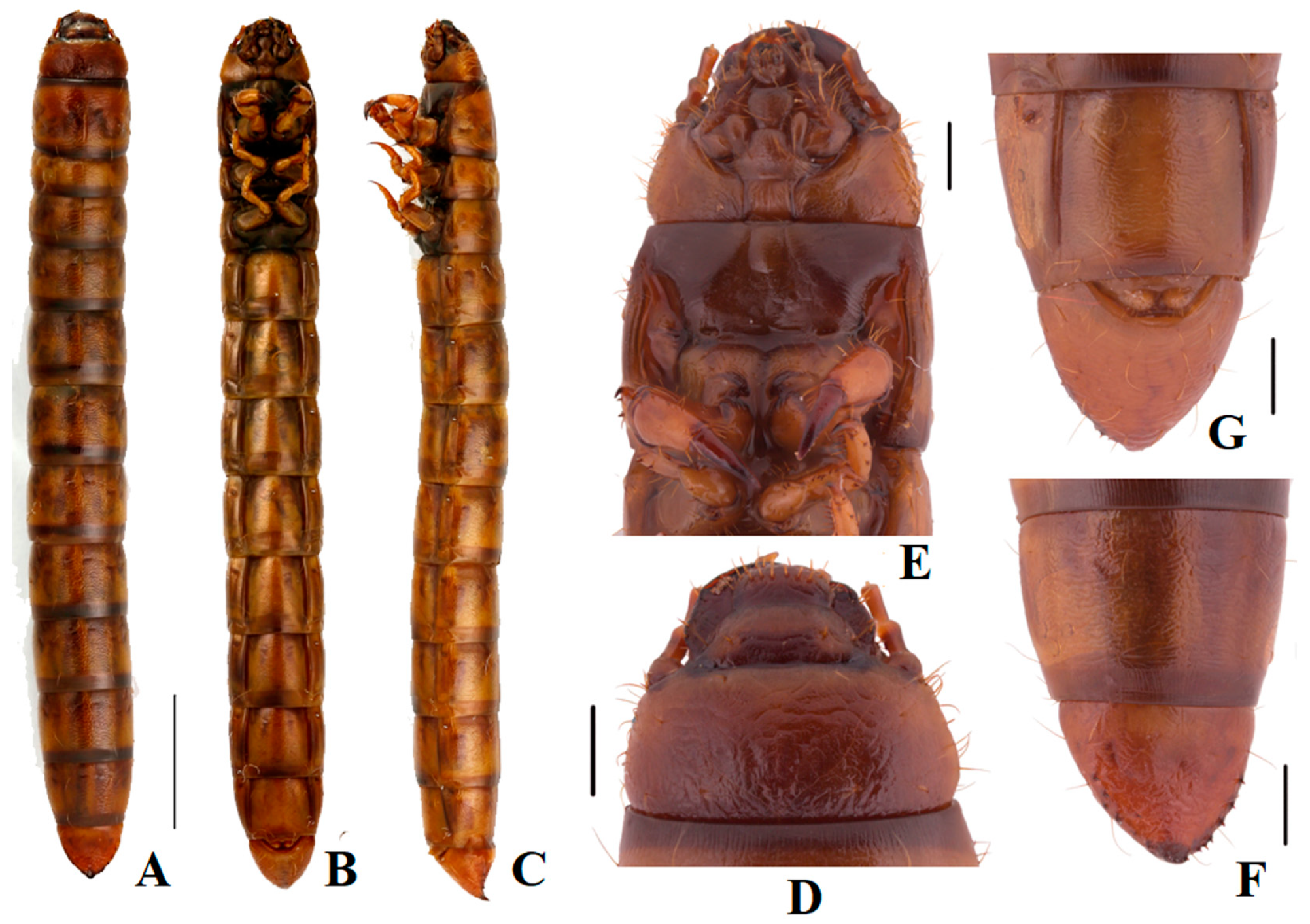 Insects 13 00598 g002 550