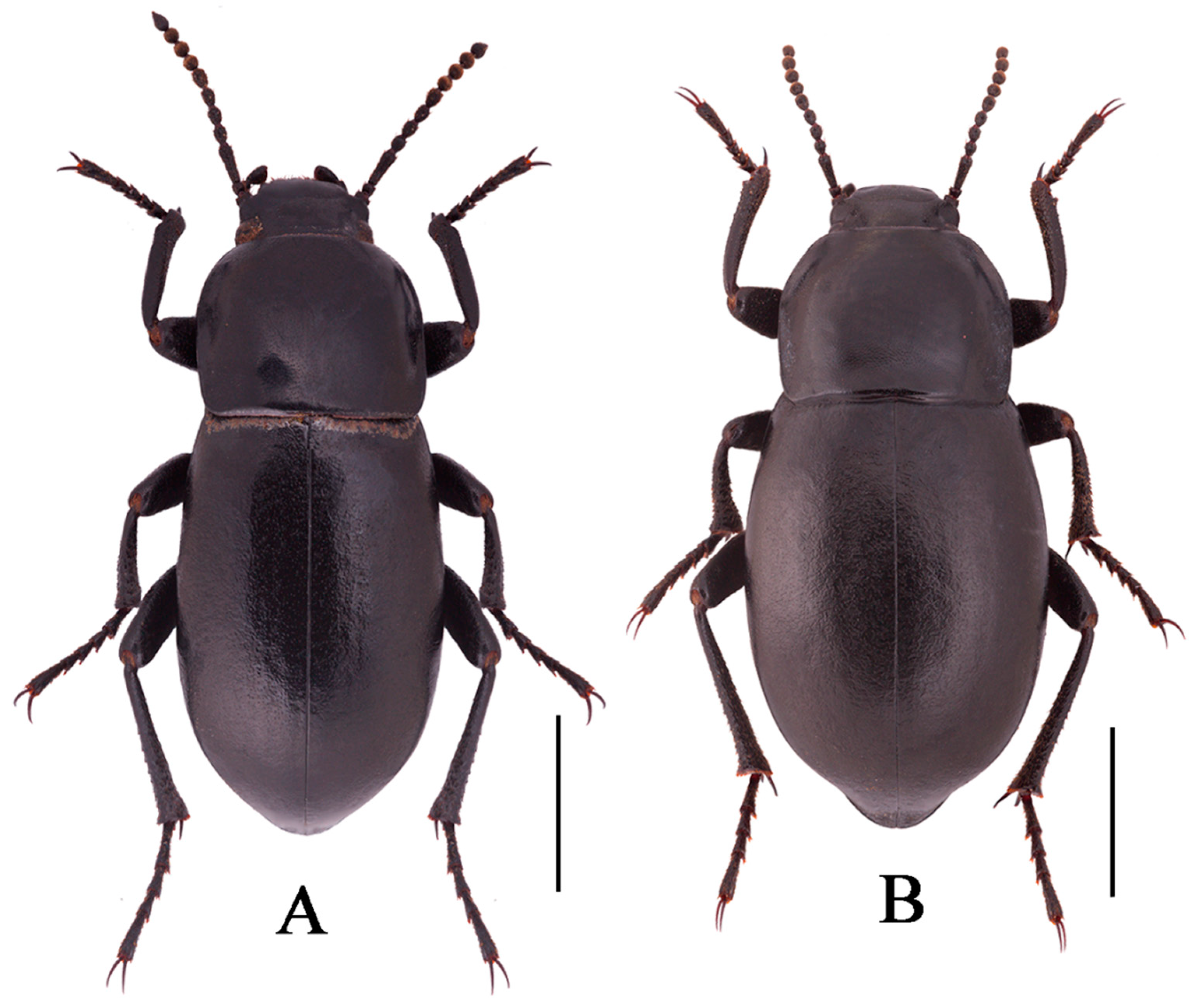 Insects 13 00598 g004 550
