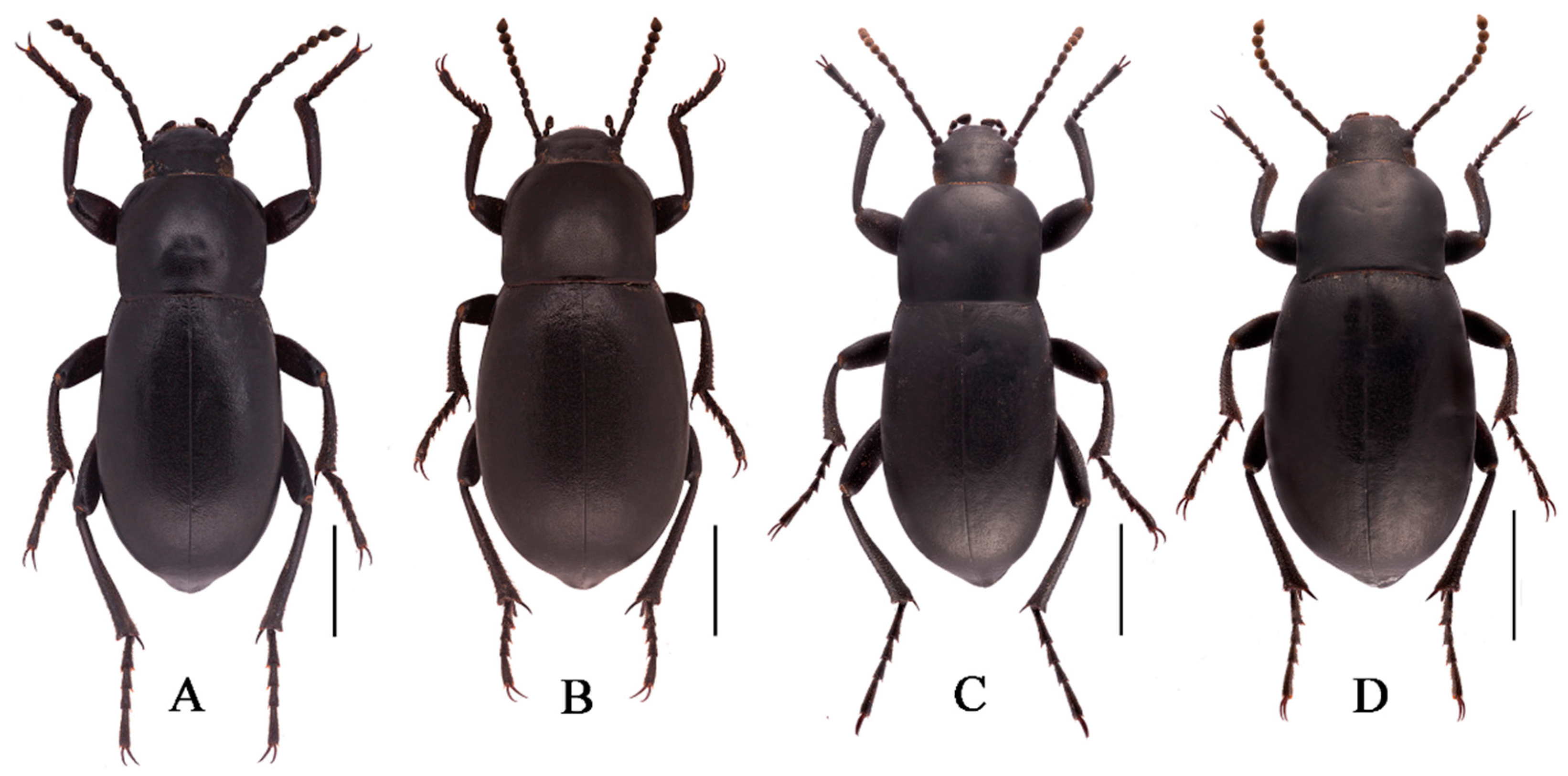 Insects 13 00598 g008 550