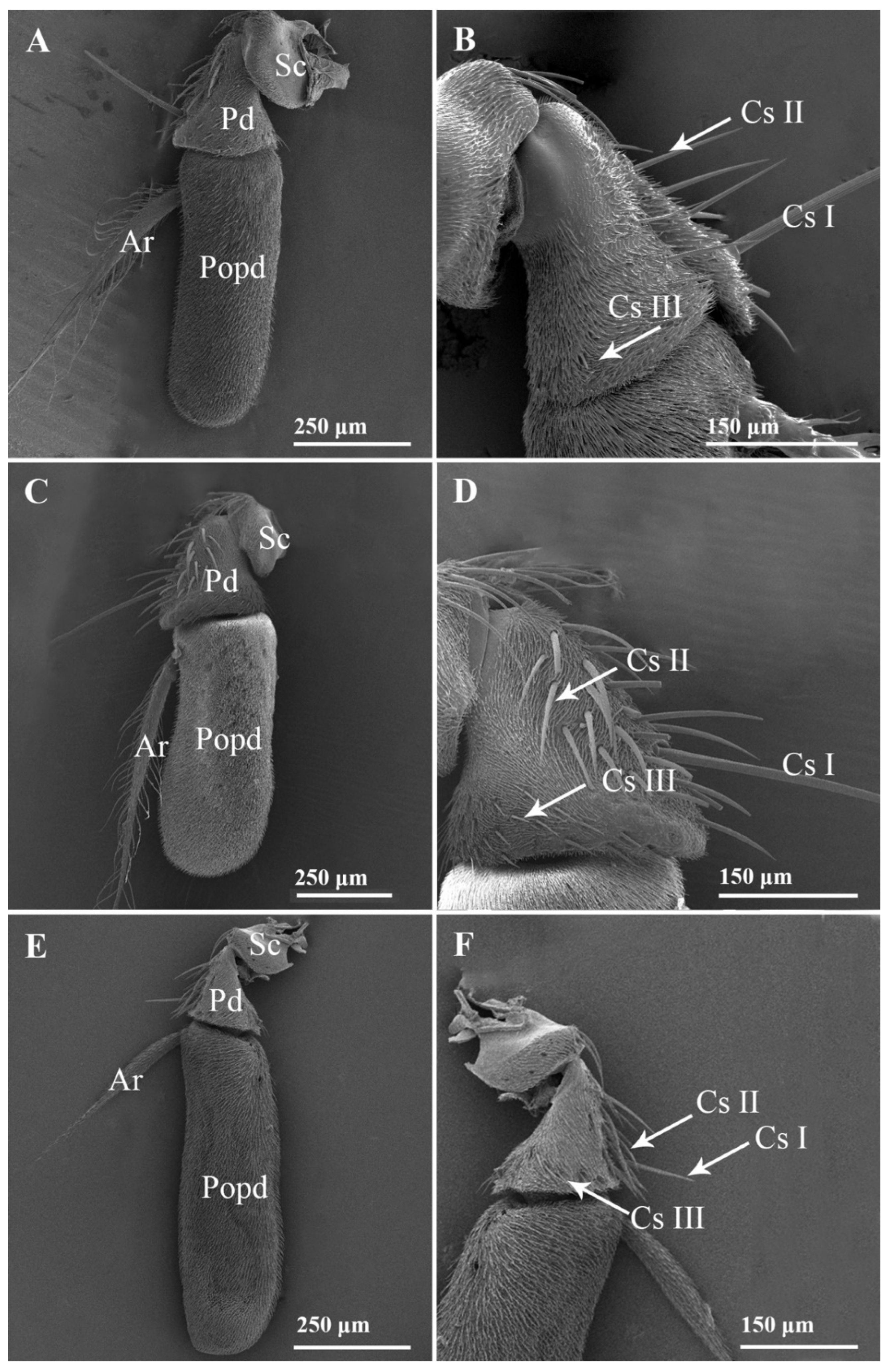 Insects 13 00602 g001 550