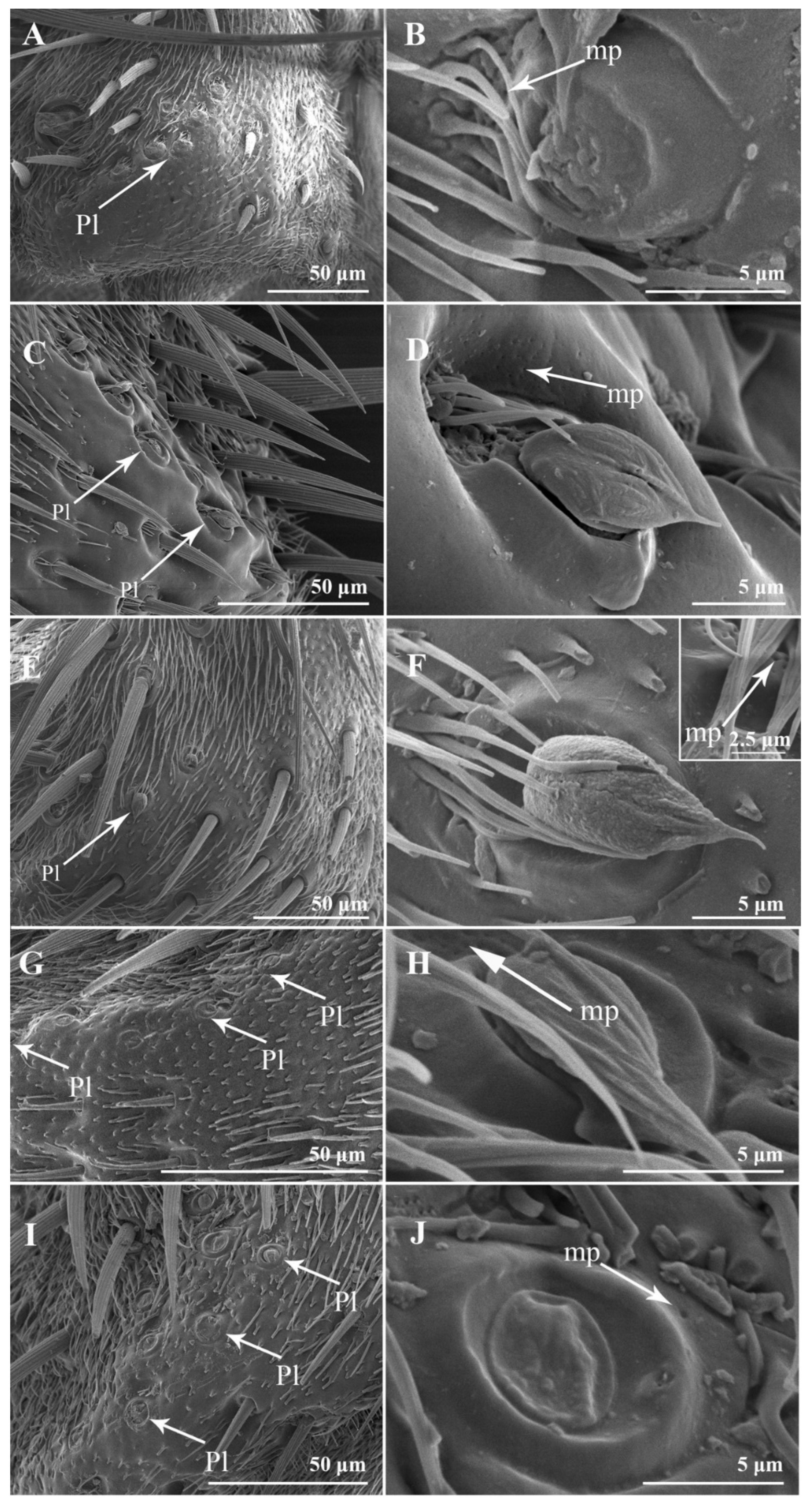 Insects 13 00602 g002 550