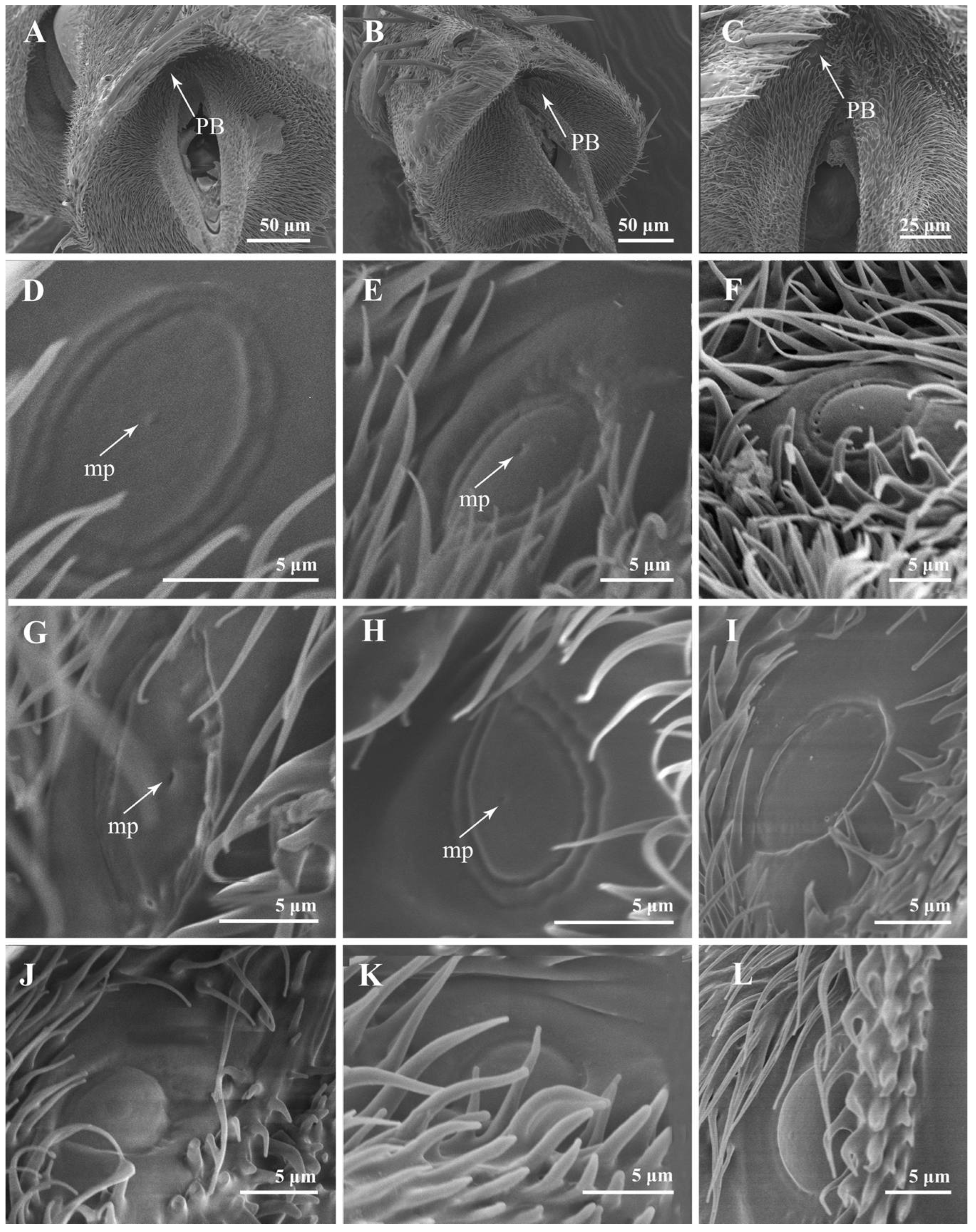 Insects 13 00602 g003 550