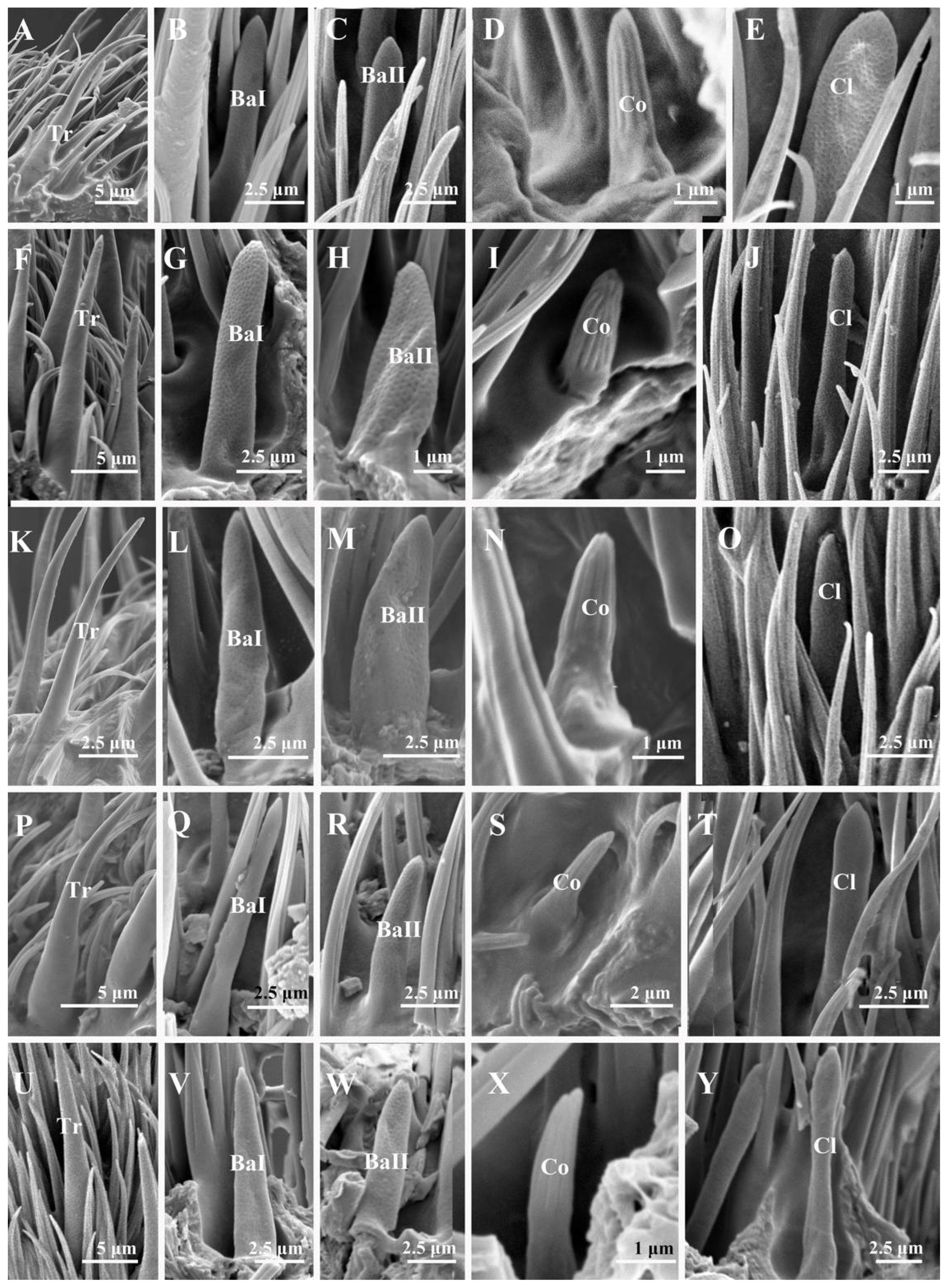 Insects 13 00602 g004 550