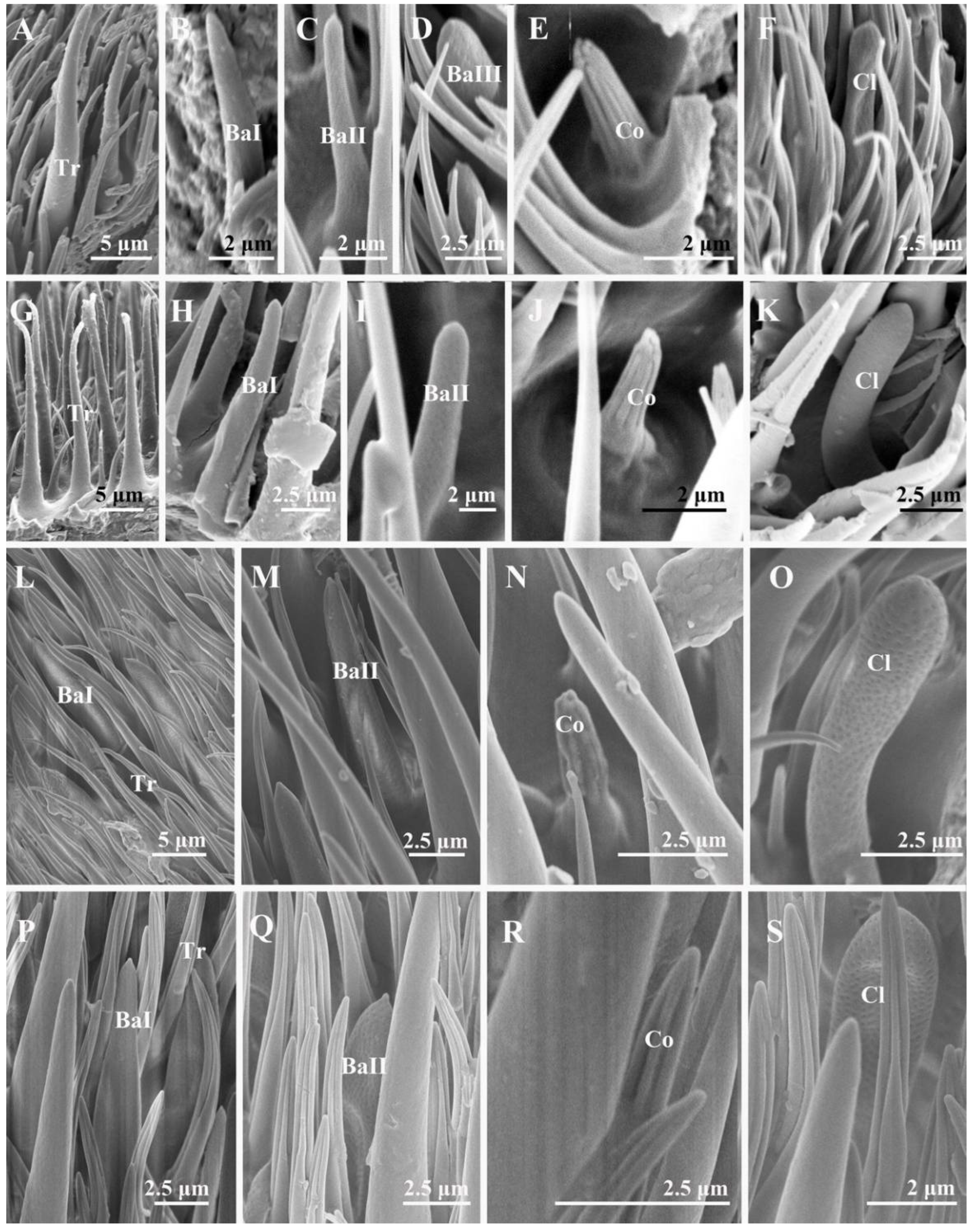 Insects 13 00602 g005 550