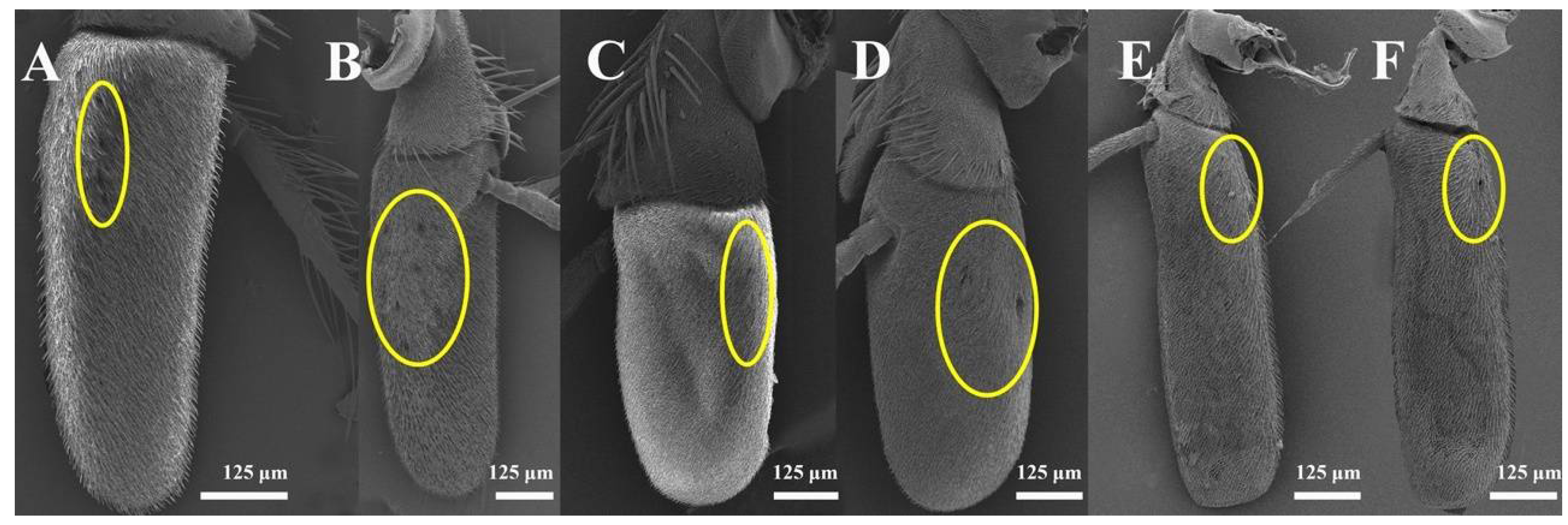 Insects 13 00602 g006 550