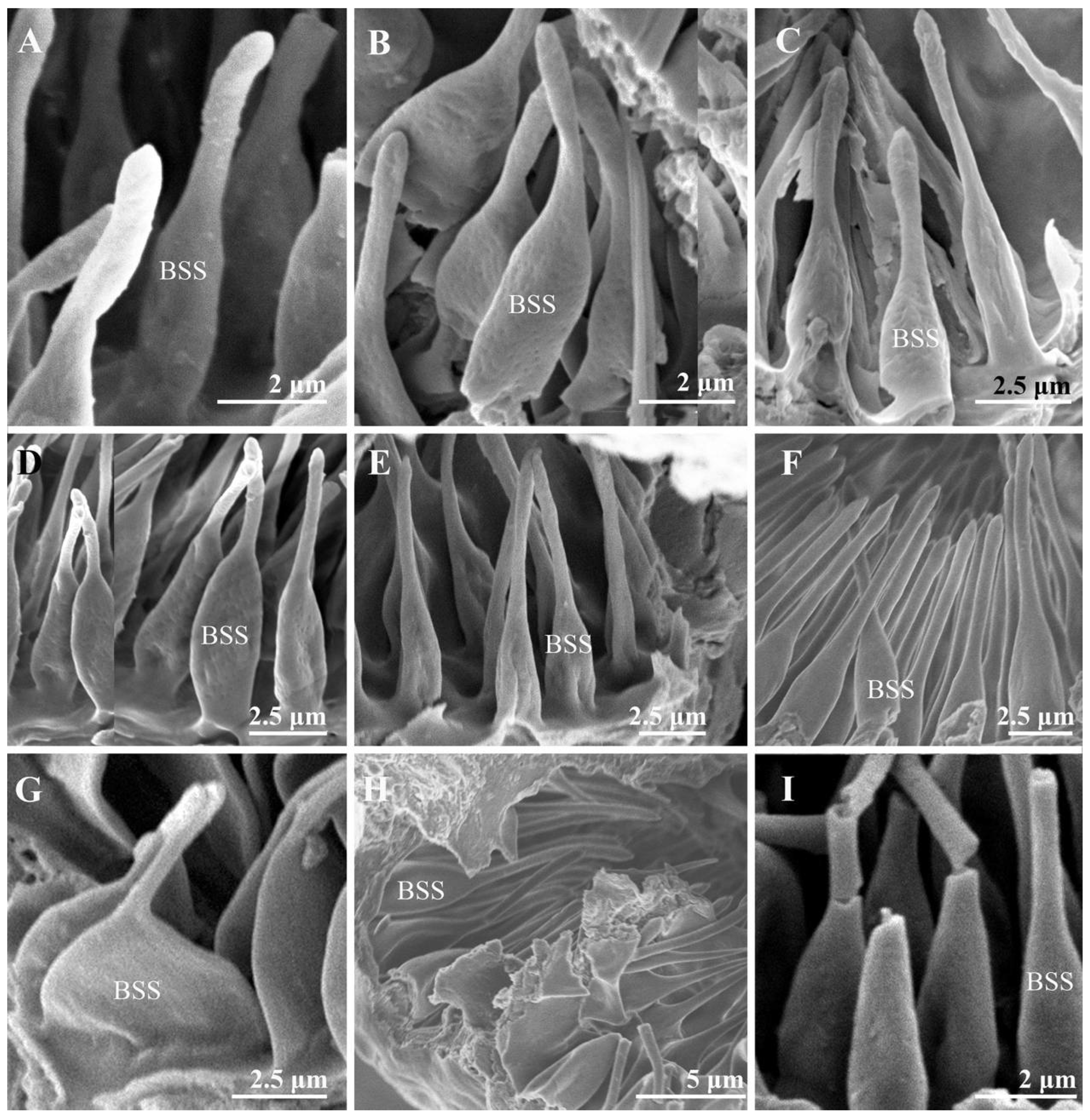 Insects 13 00602 g007 550