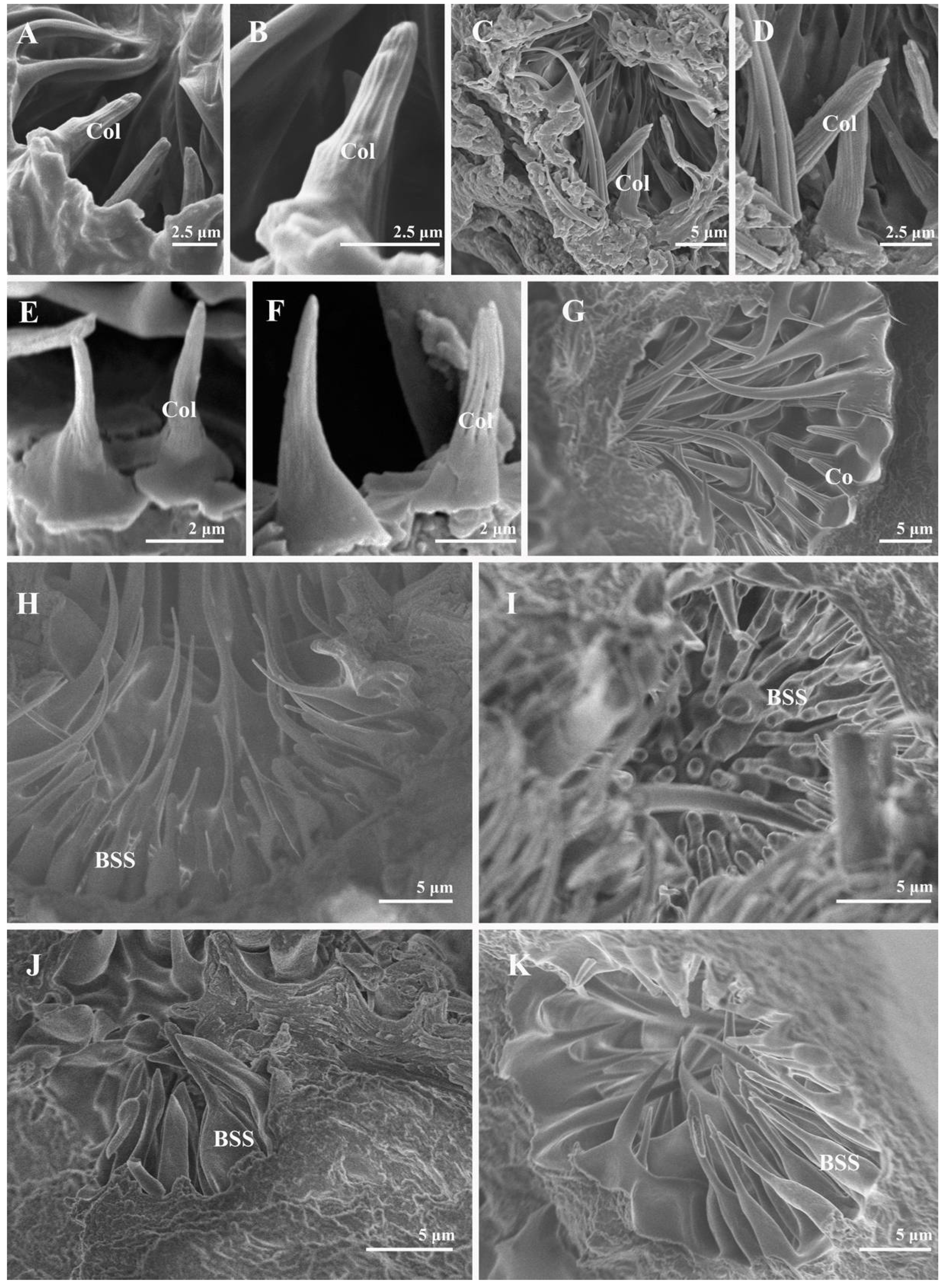 Insects 13 00602 g008 550