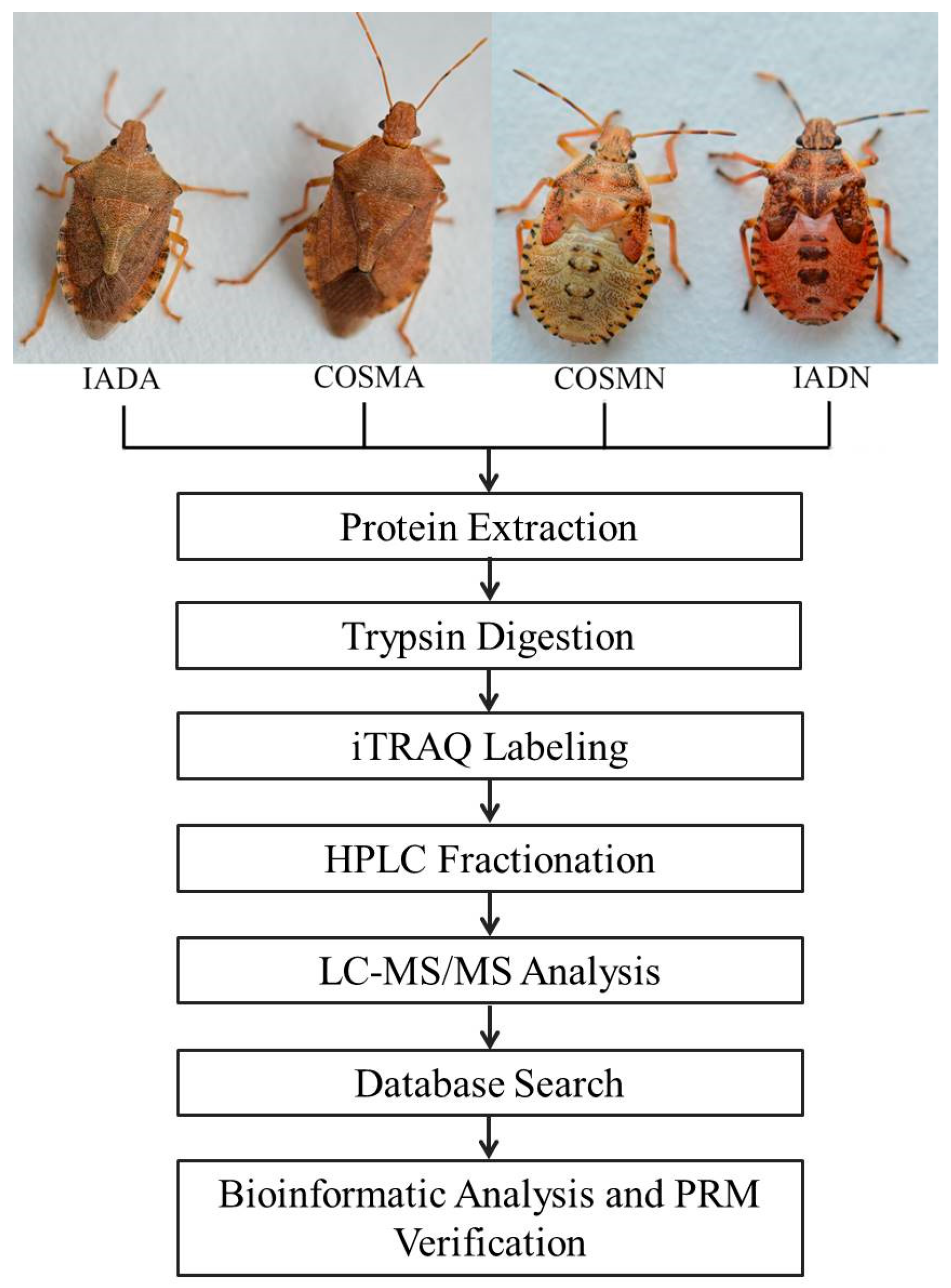 English Translation of “LOCUSTA”