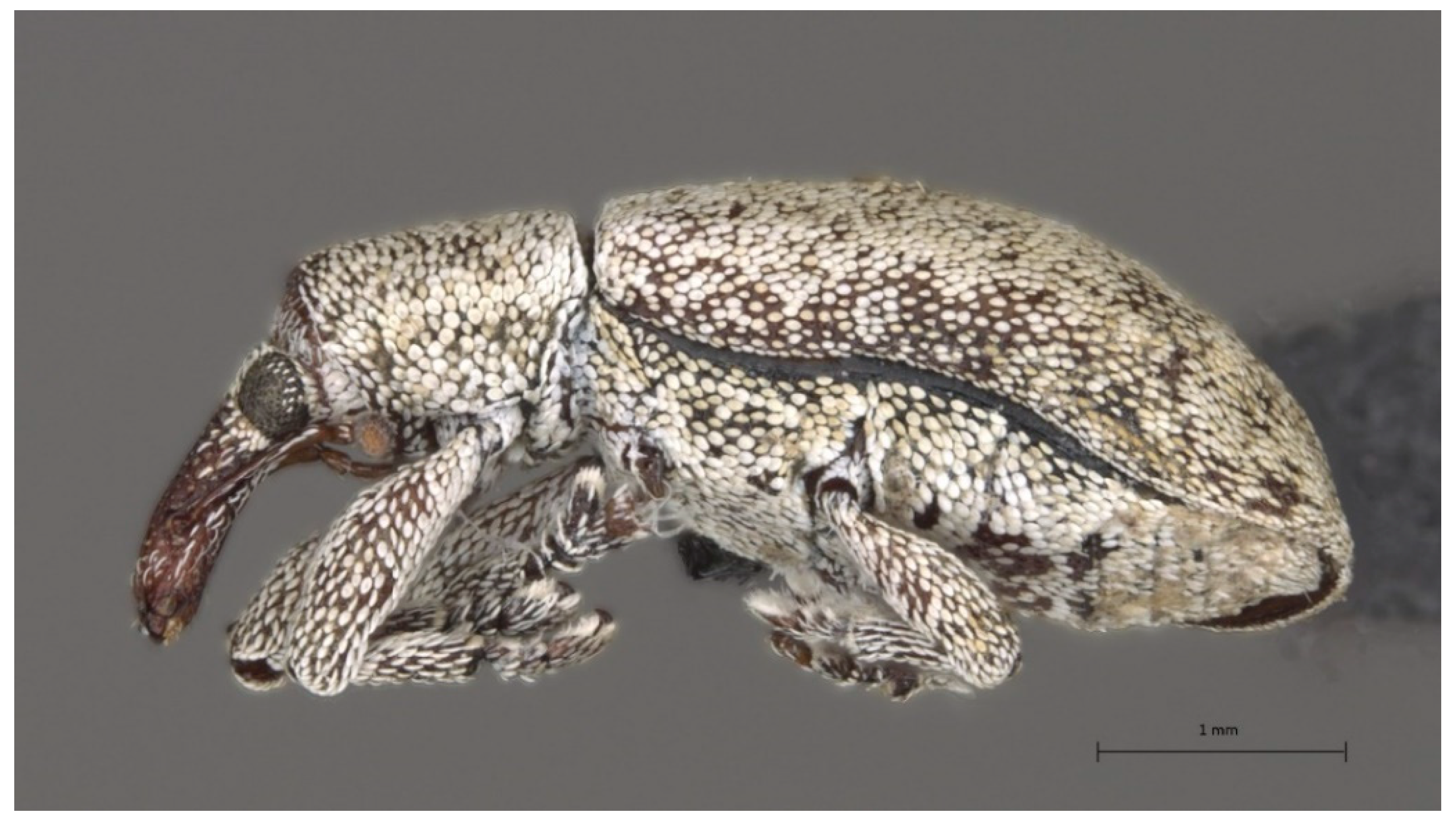 Insects 13 00607 g001 550