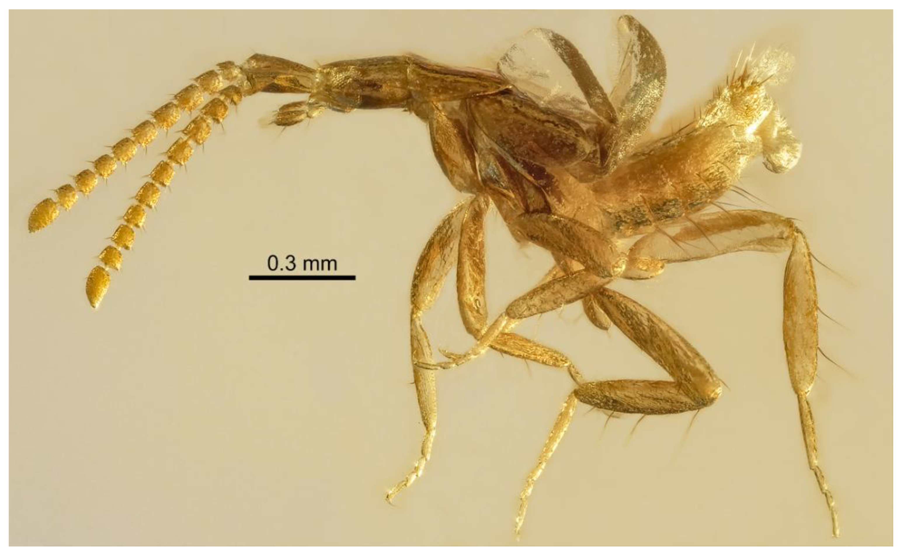 Insects 13 00614 g001