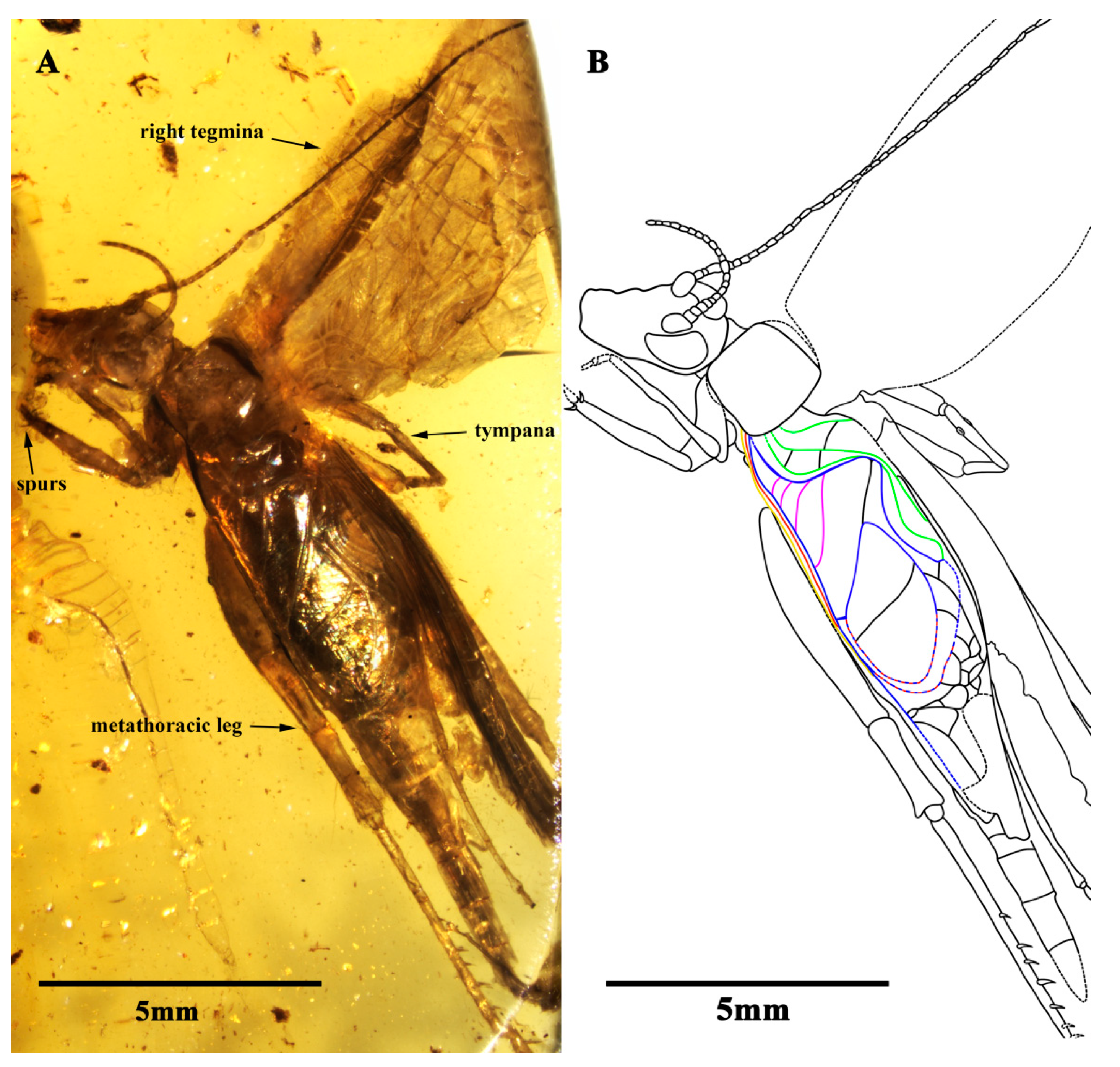 Insects 13 00619 g001 550