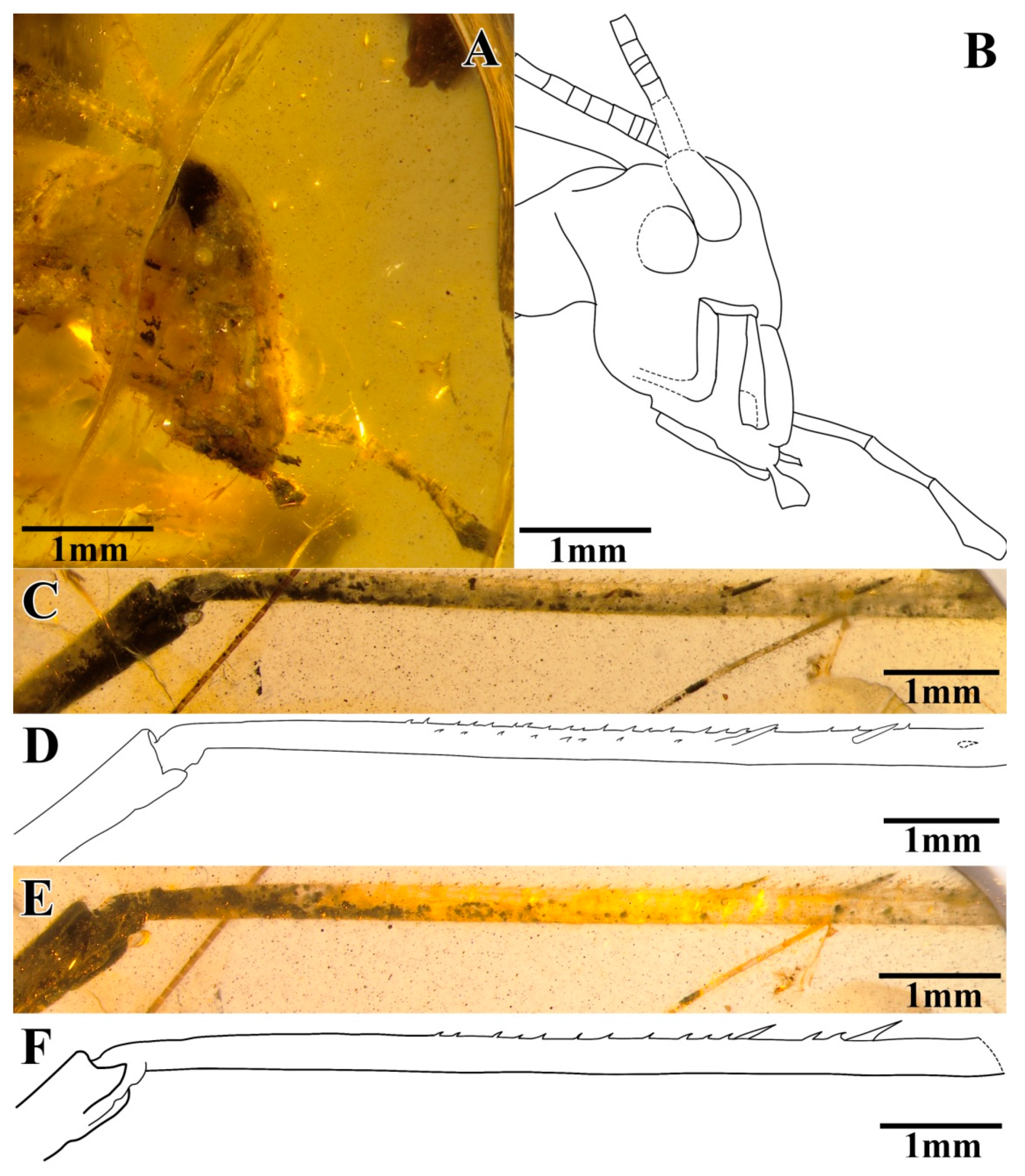 Insects 13 00619 g004 550