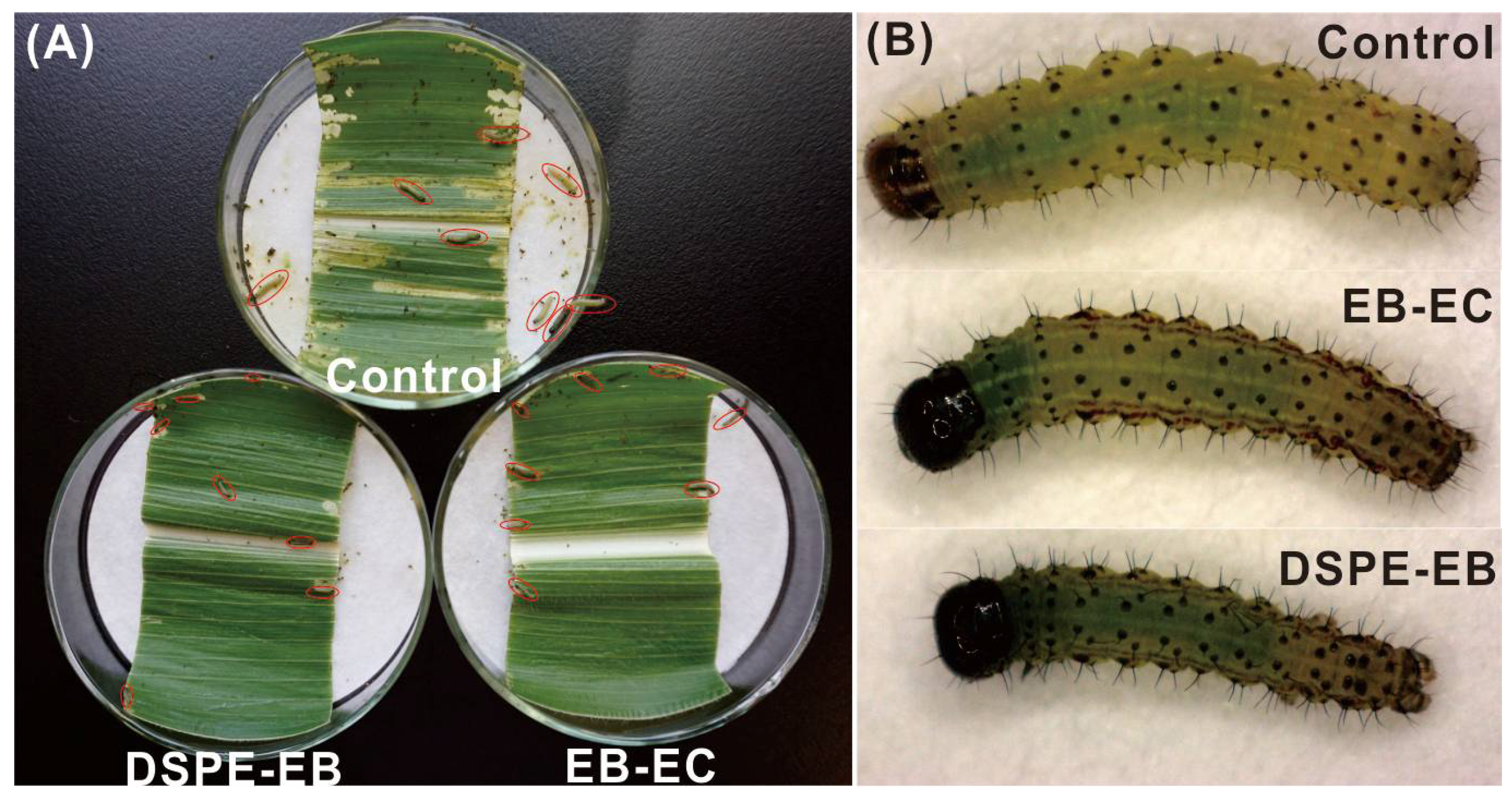 Insects 13 00625 g005 550